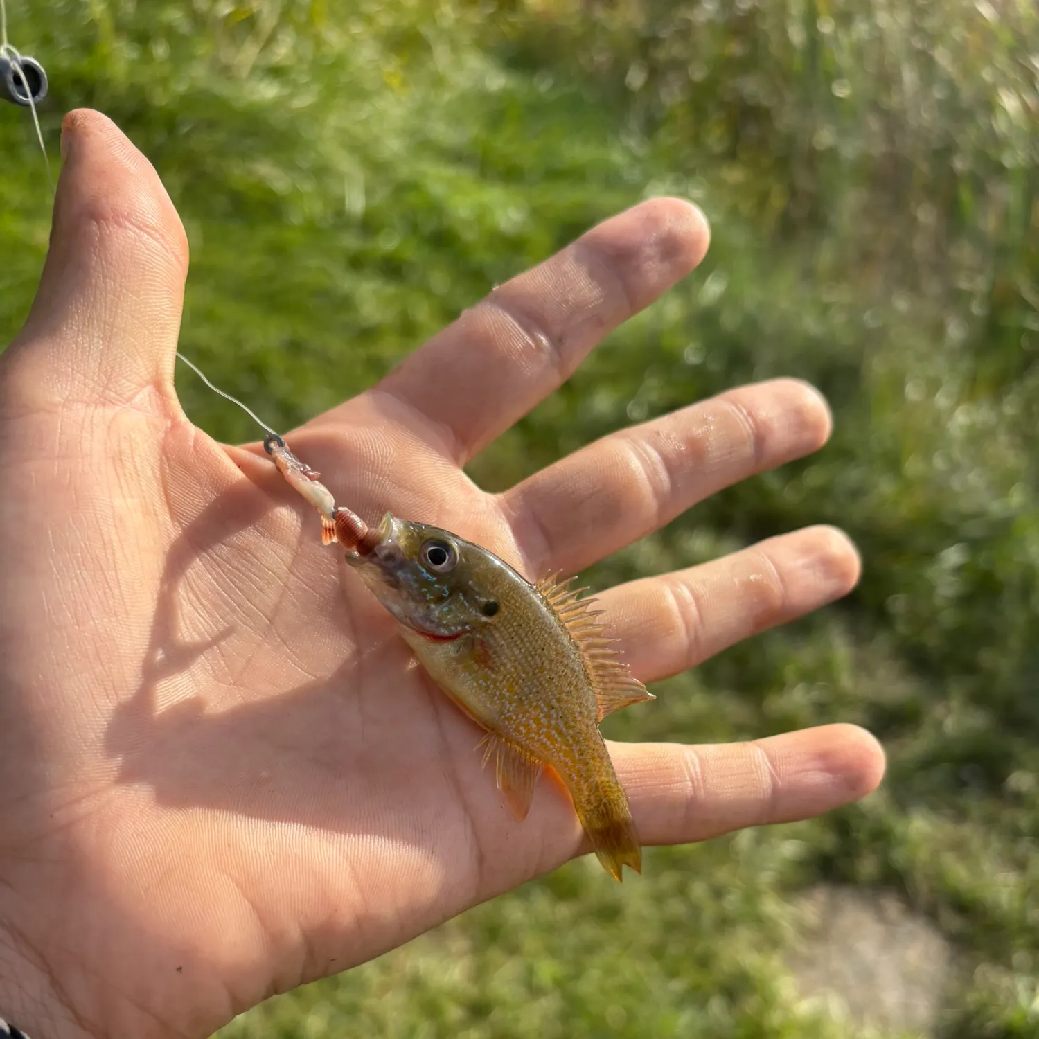 Green sunfish caught on Fishbrain