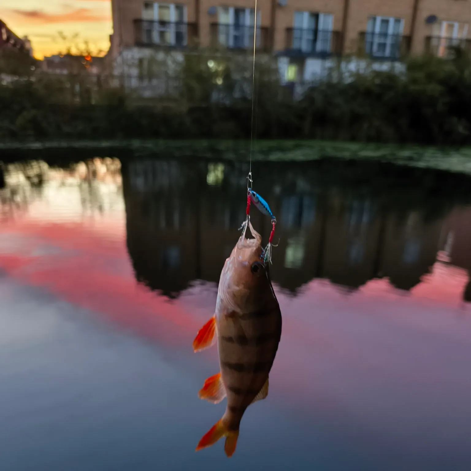 European perch caught on Fishbrain