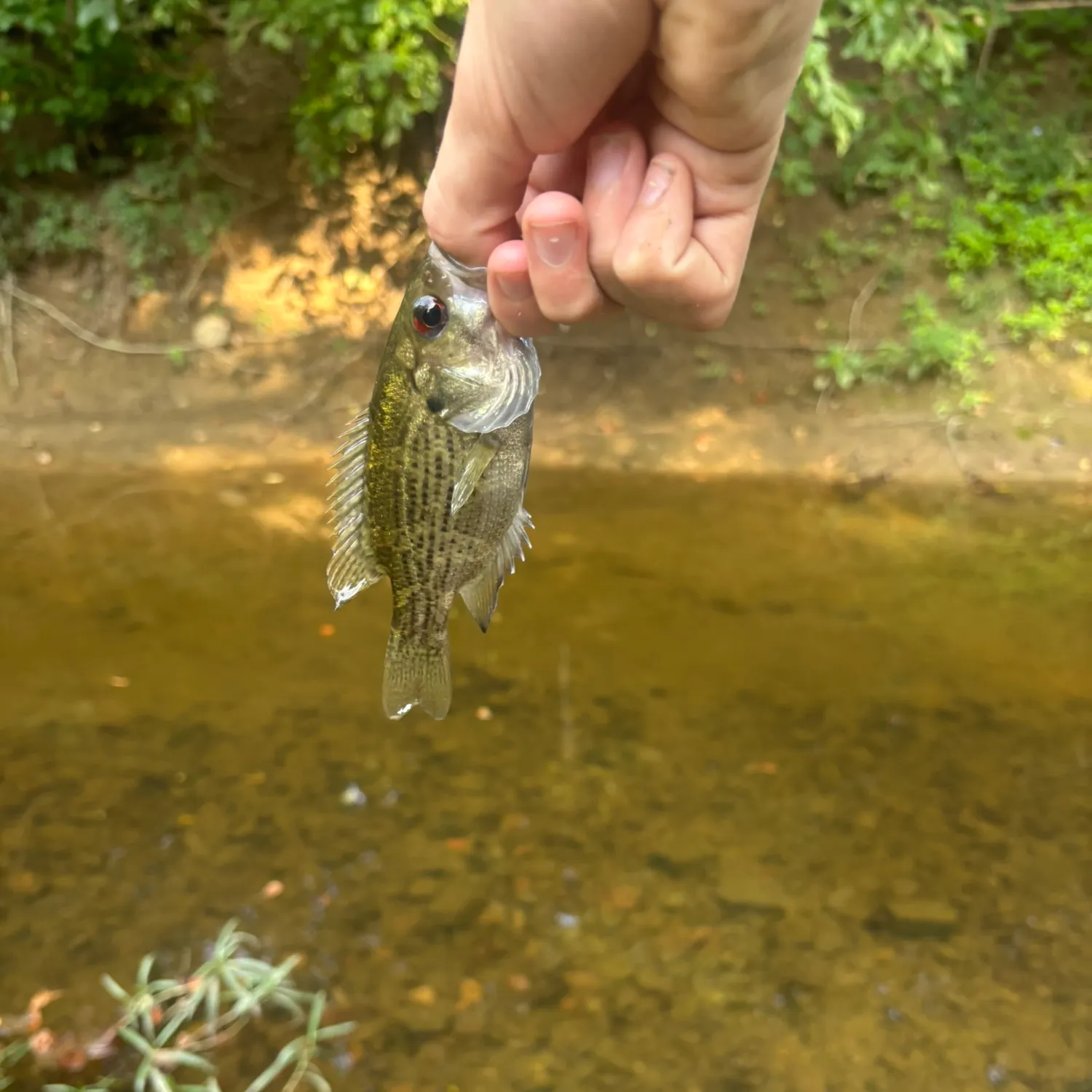 Rock bass caught on Fishbrain
