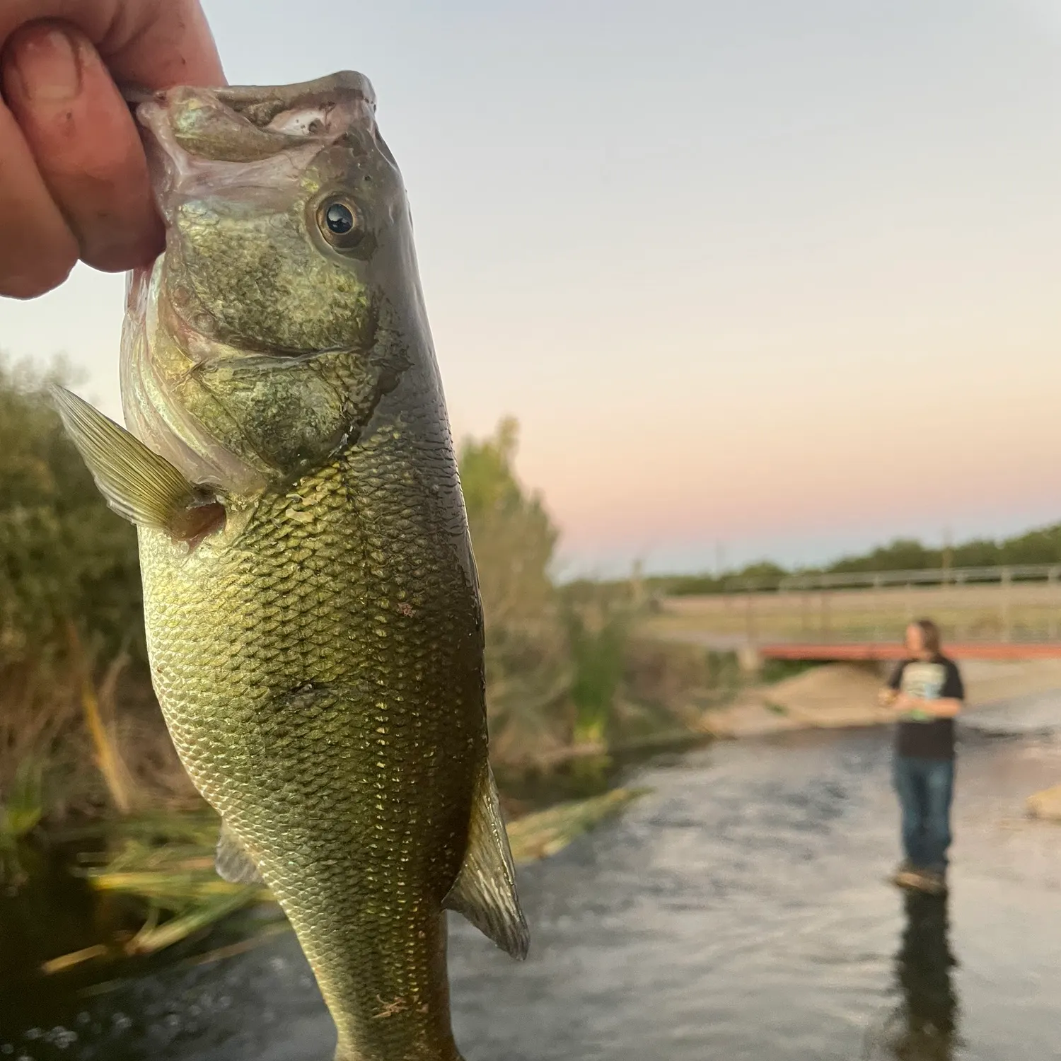 The most recent Largemouth bass catches on Fishbrain
