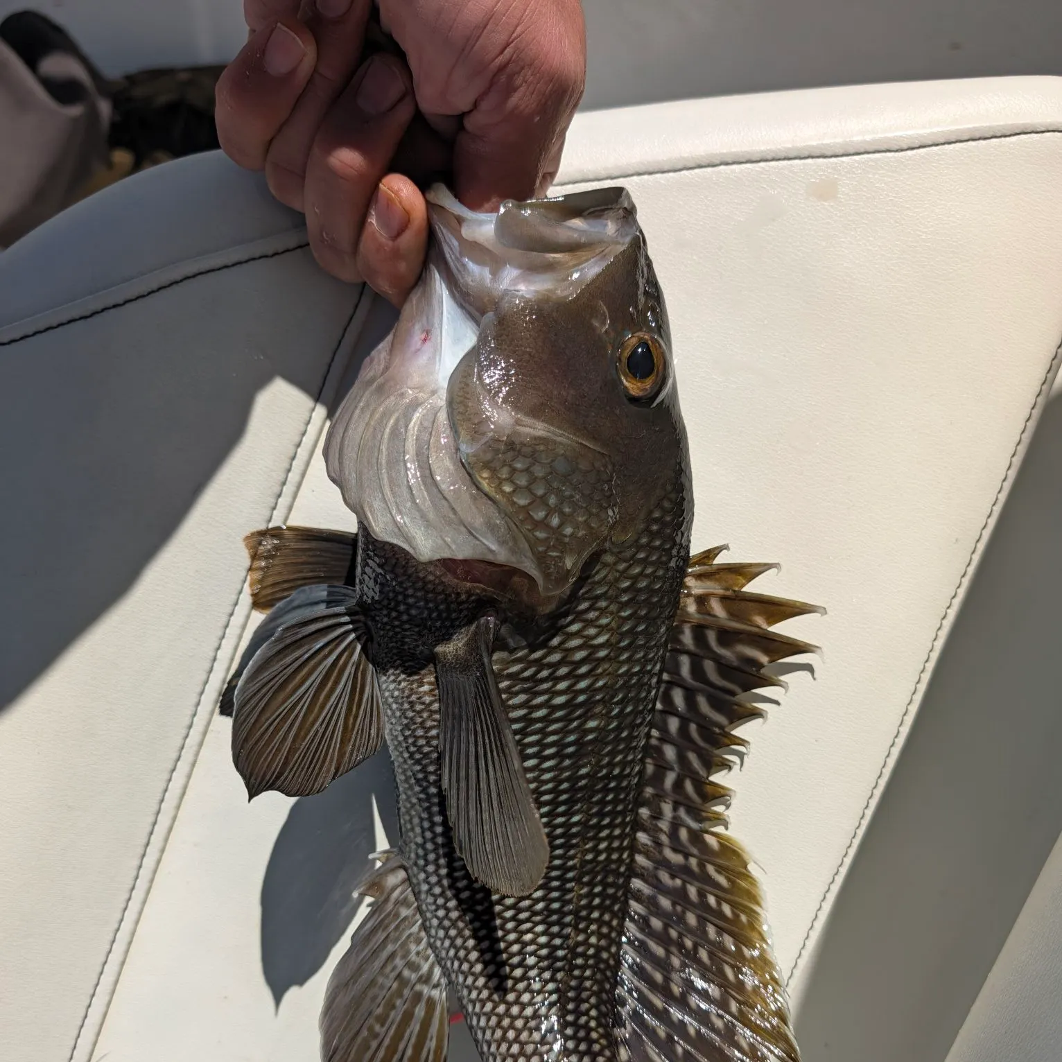 Black sea bass caught on Fishbrain