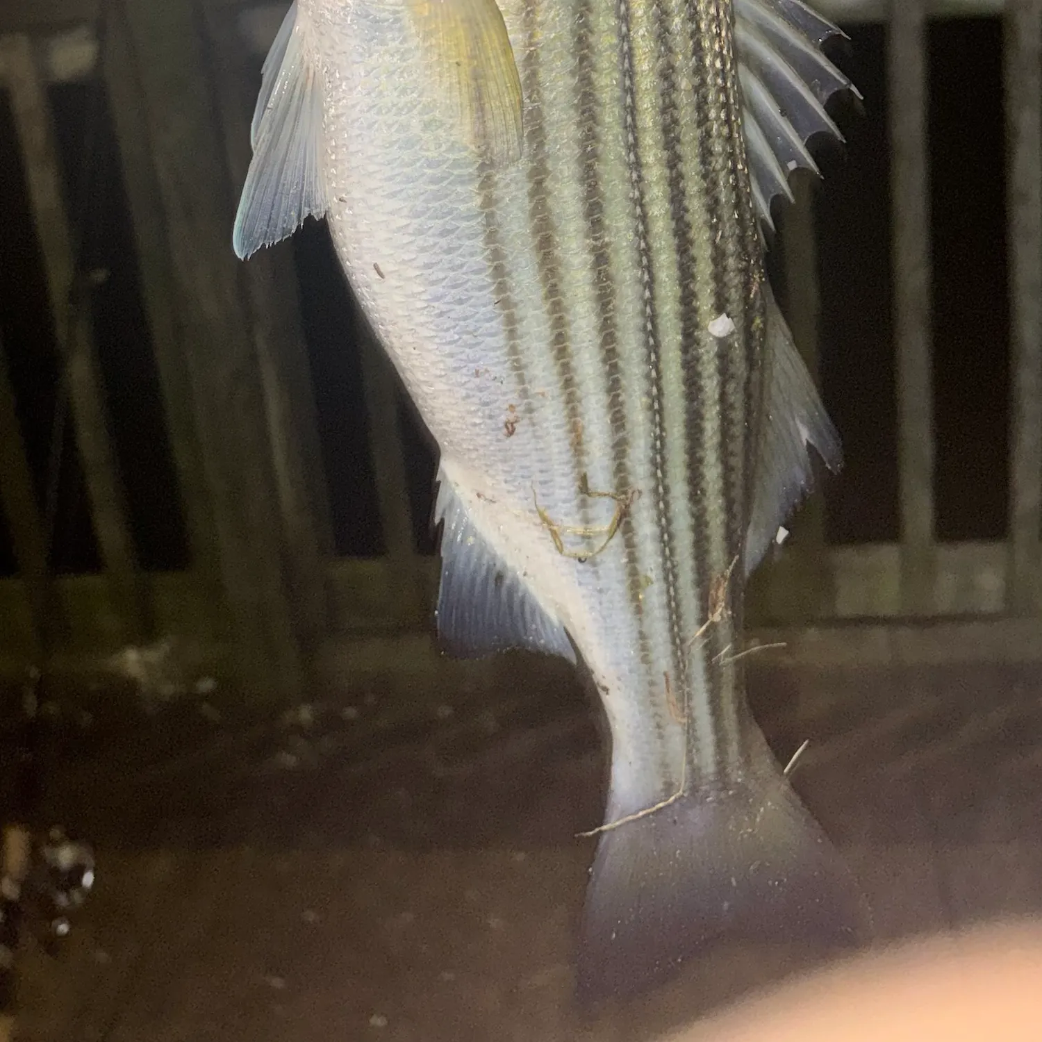 Striped bass caught on Fishbrain