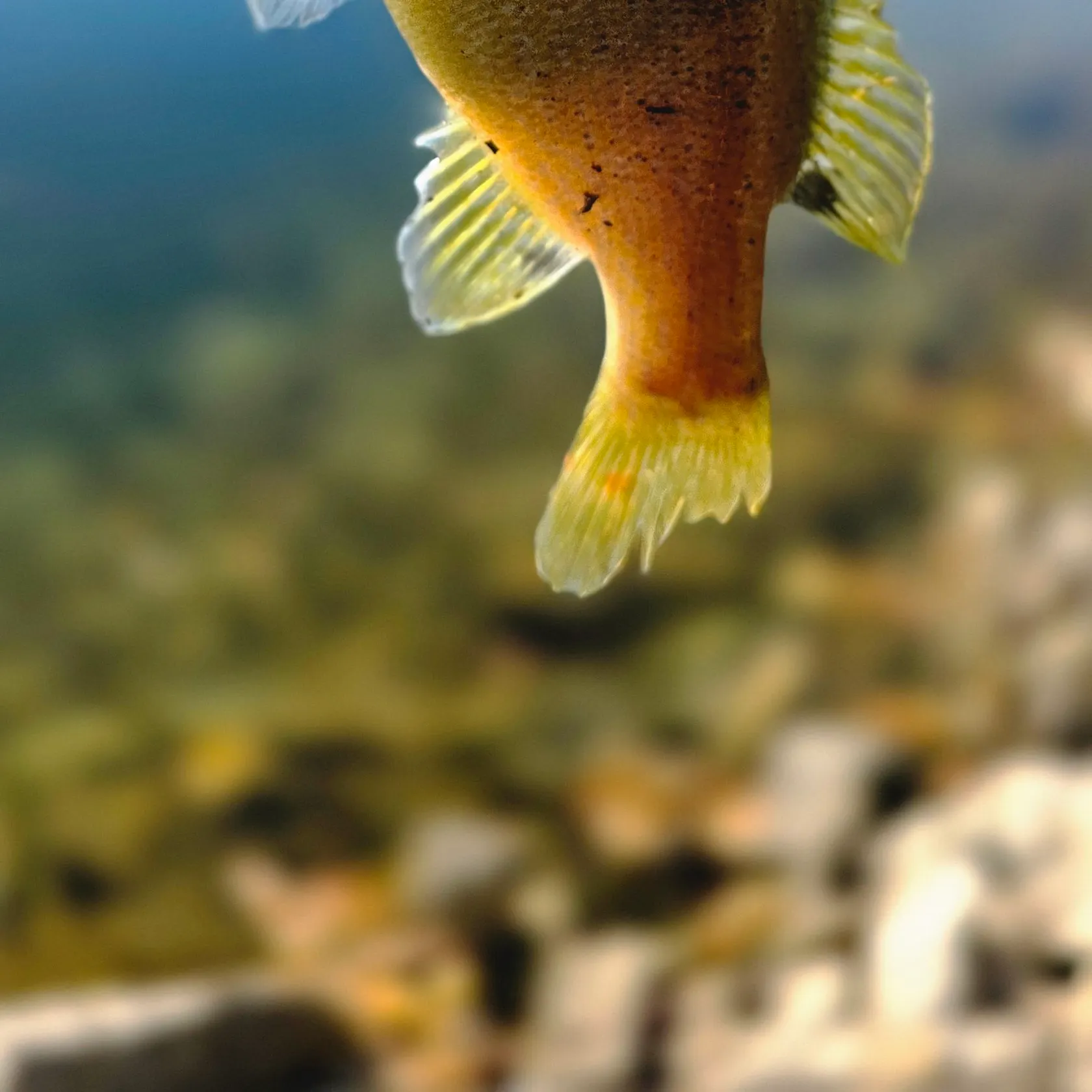 Green sunfish caught on Fishbrain
