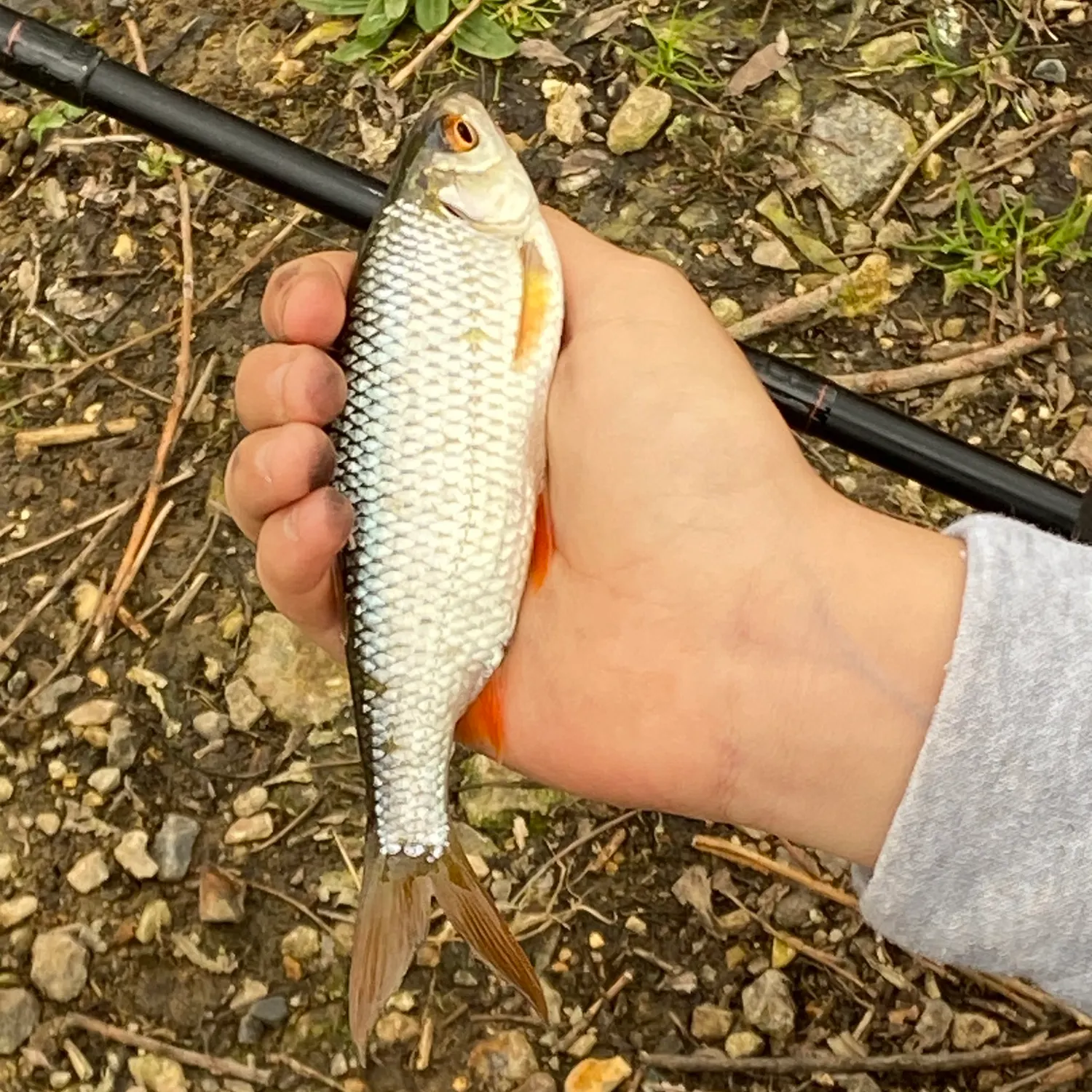 The most recent European chub catches on Fishbrain
