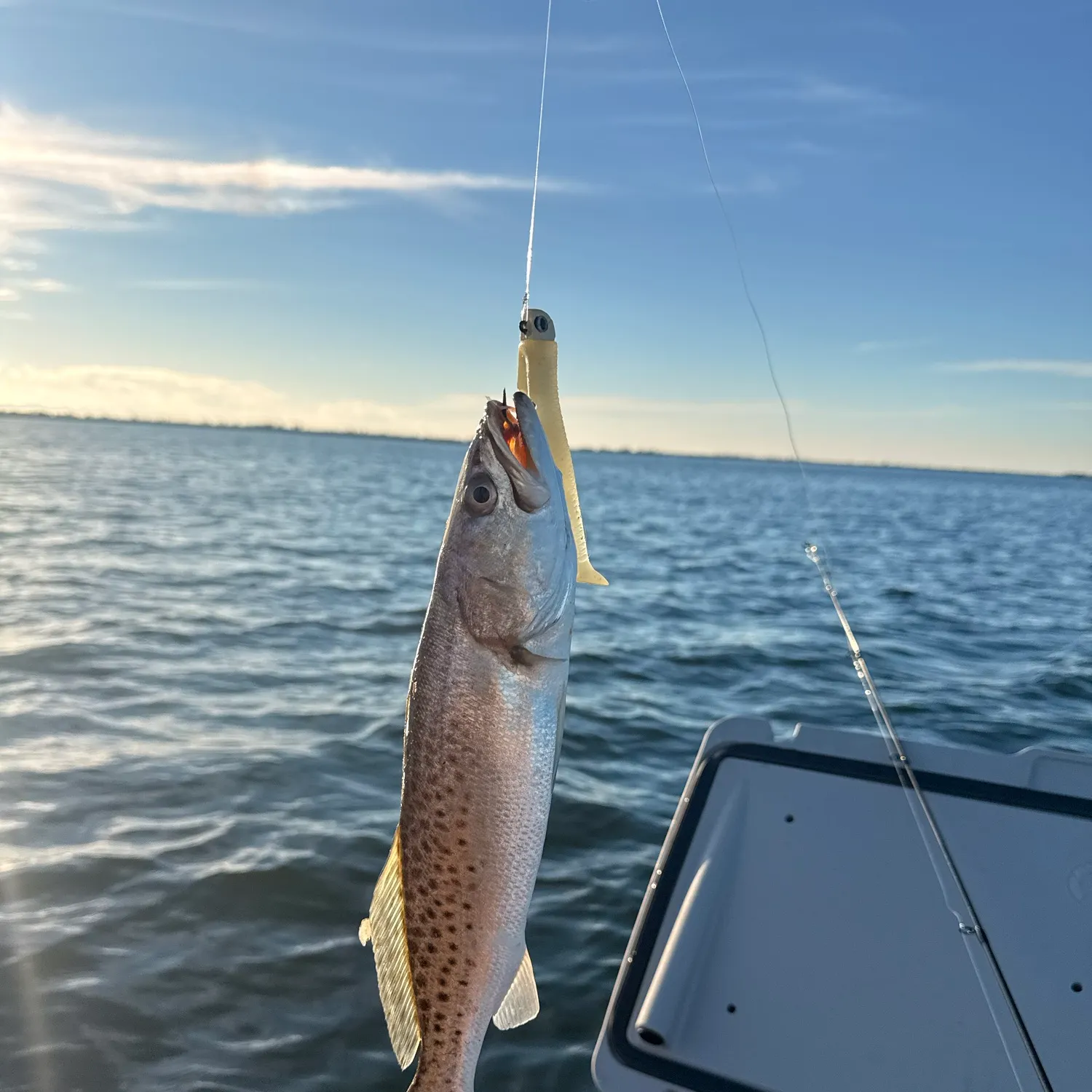 Spotted seatrout caught on Fishbrain