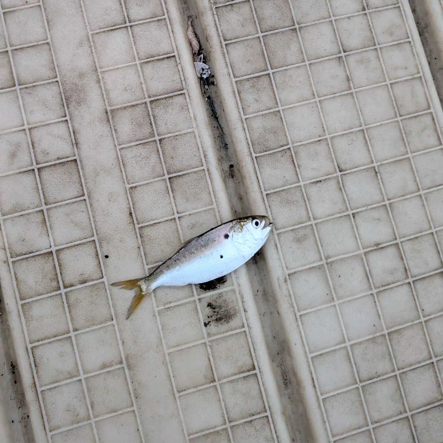 The most recent Atlantic menhaden catches on Fishbrain