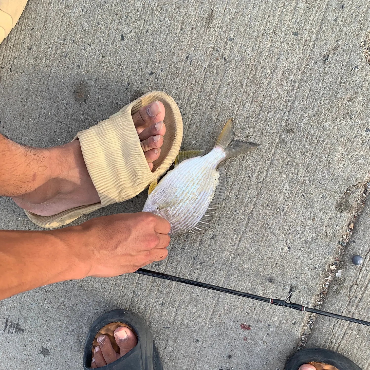 The most recent Southern black bream catches on Fishbrain