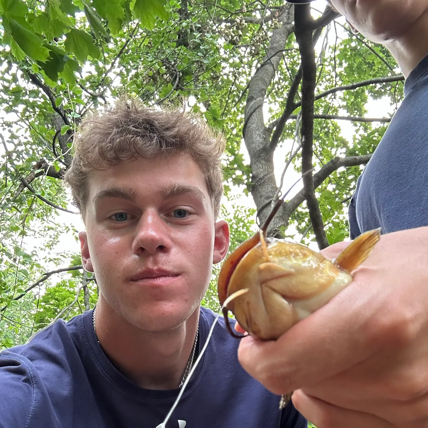 Yellow bullhead caught on Fishbrain