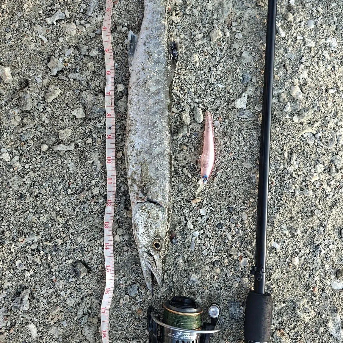 Great barracuda caught on Fishbrain