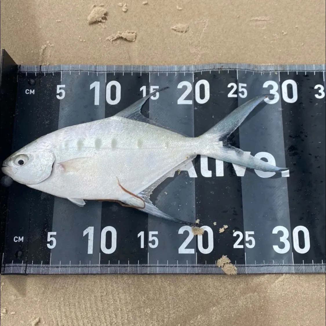 The most recent Largespotted dart catches on Fishbrain