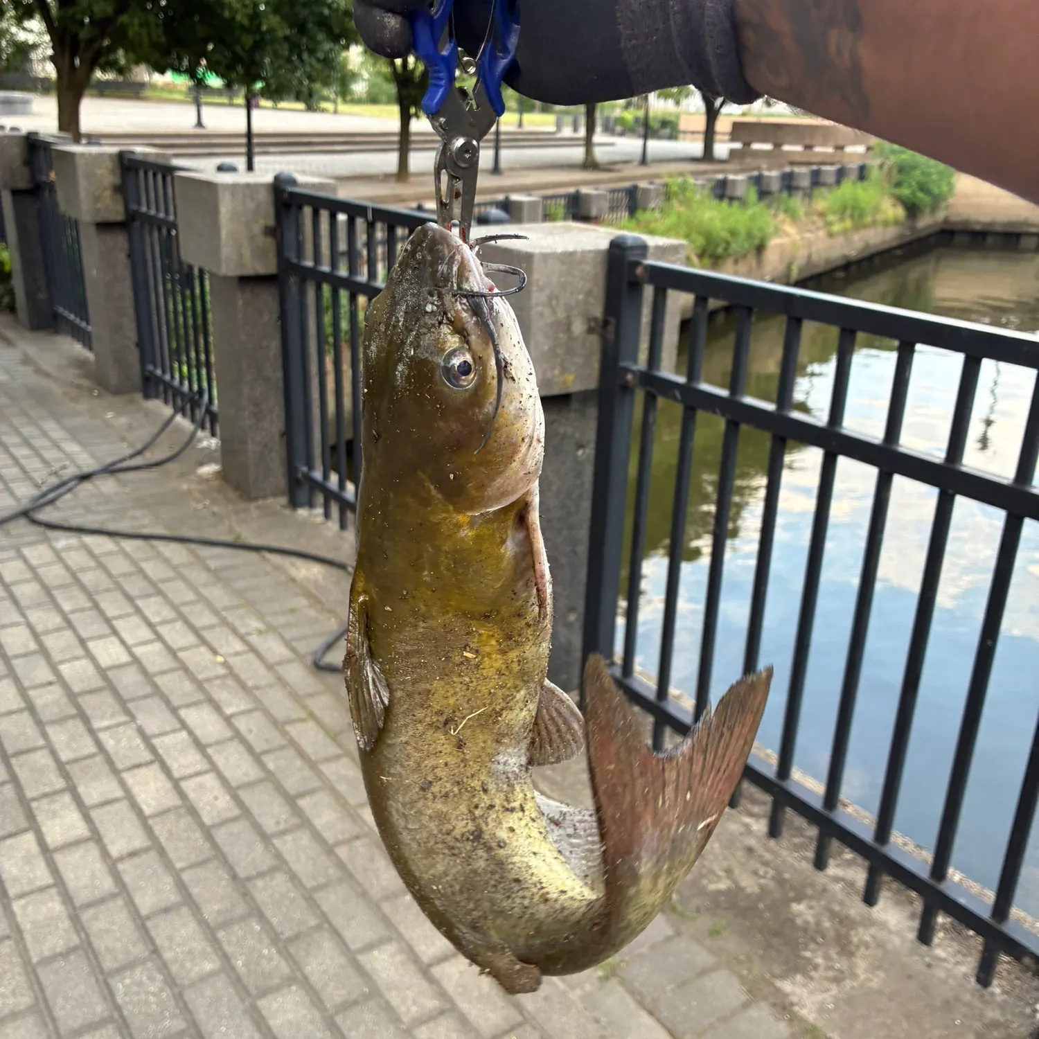 catch