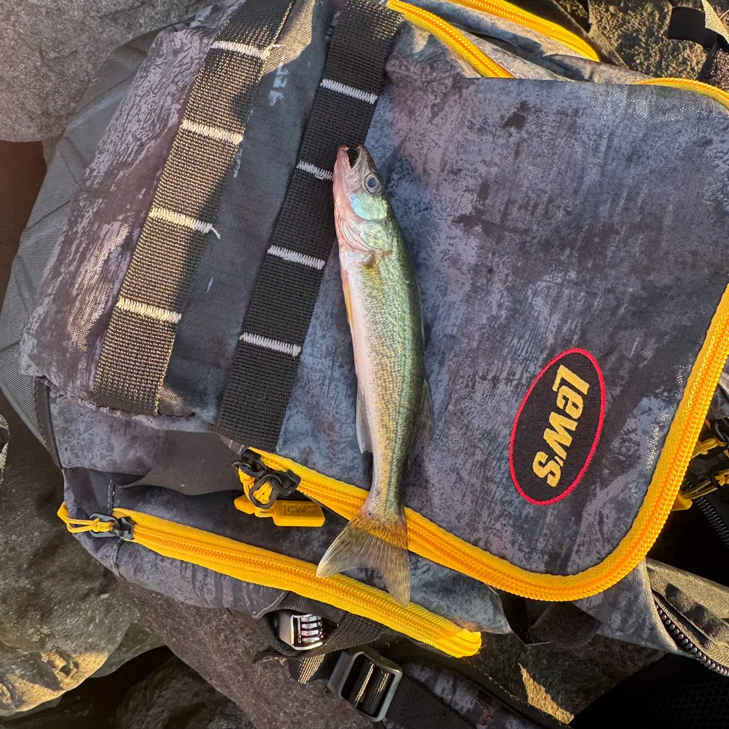 Walleye caught on Fishbrain