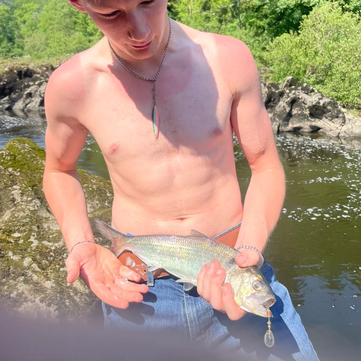 The most recent Twait shad catches on Fishbrain