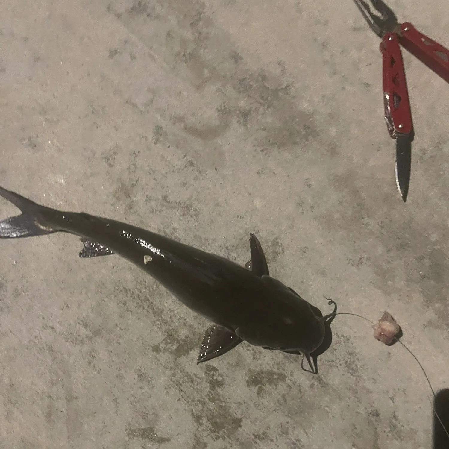 Channel catfish caught on Fishbrain