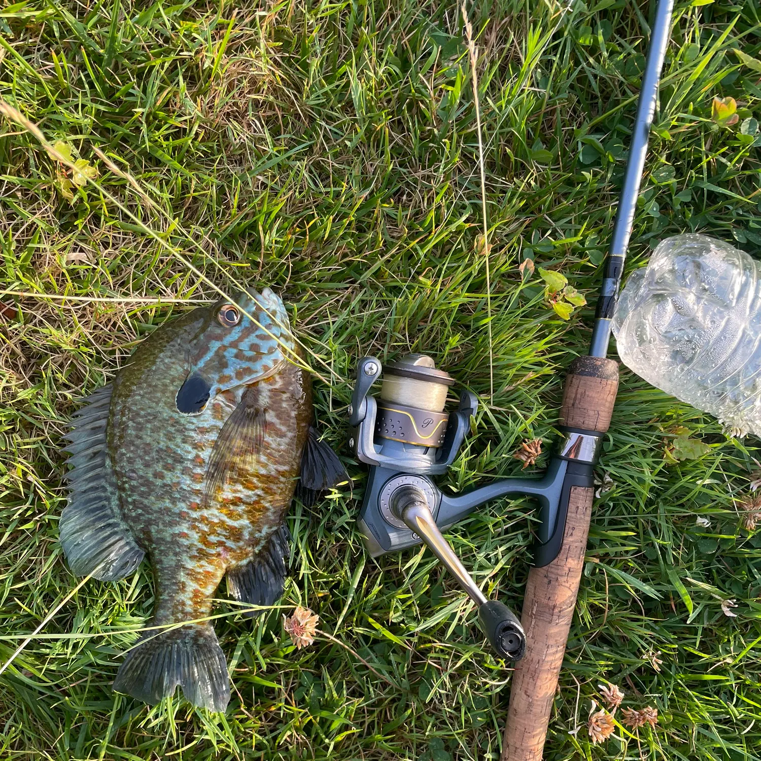 The most recent Pumpkinseed catches on Fishbrain