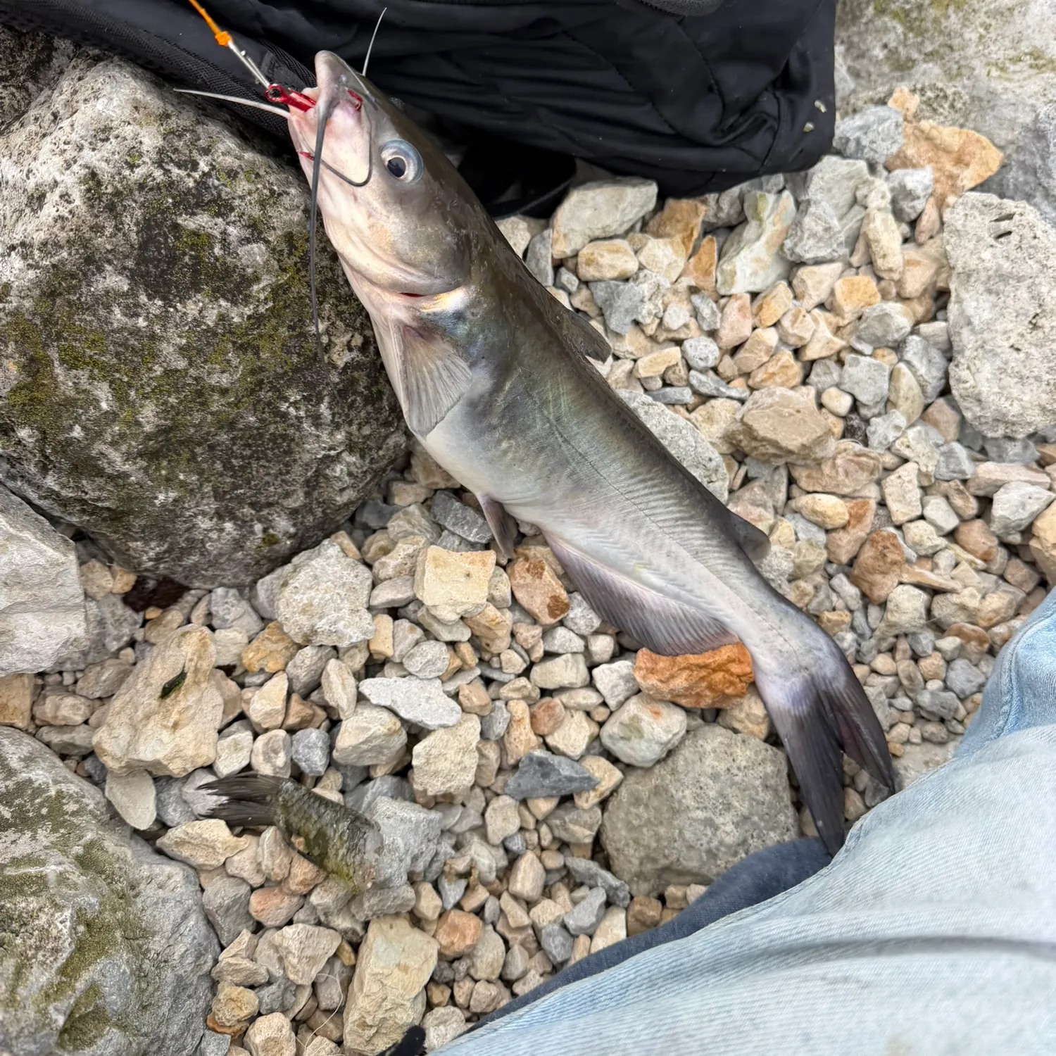 Blue catfish caught on Fishbrain