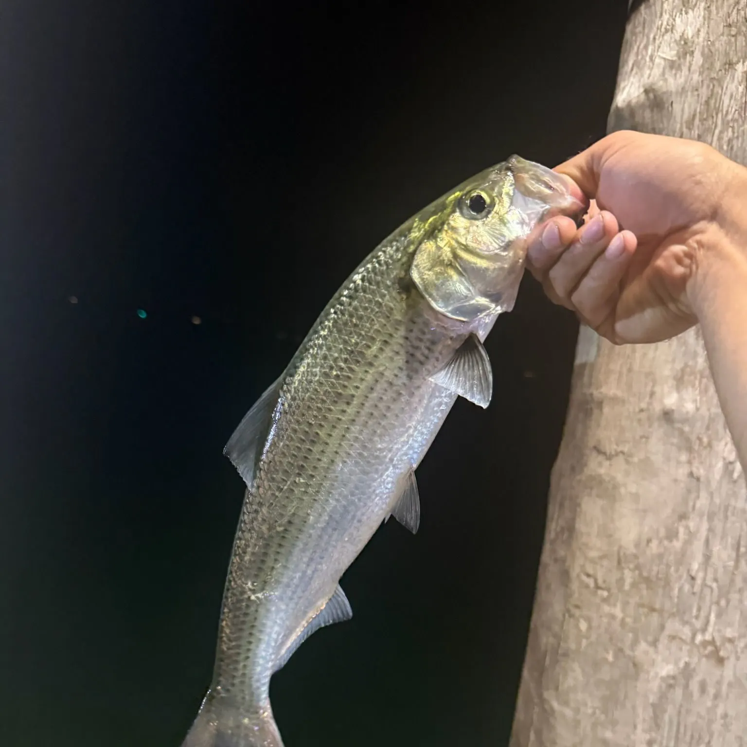 Hickory shad caught on Fishbrain