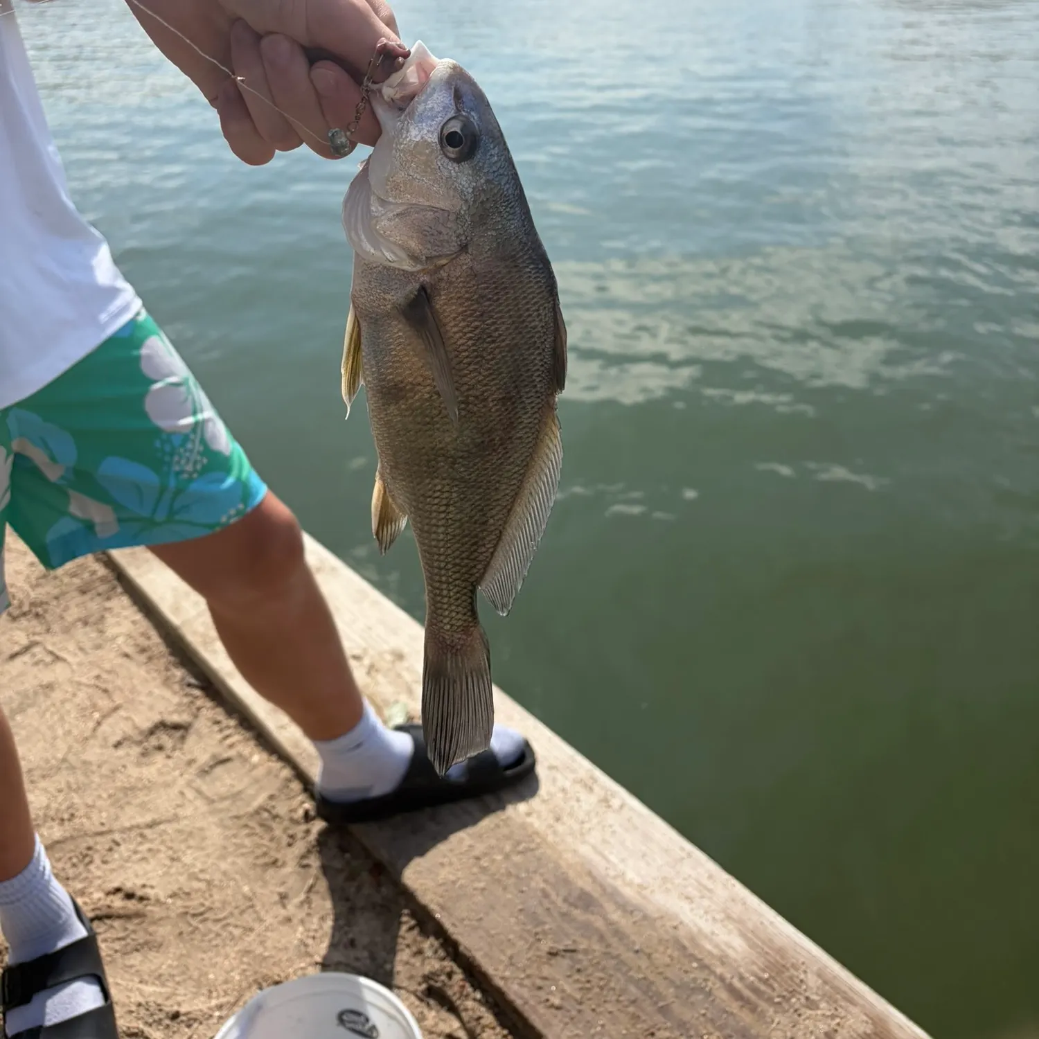 Freshwater drum caught on Fishbrain