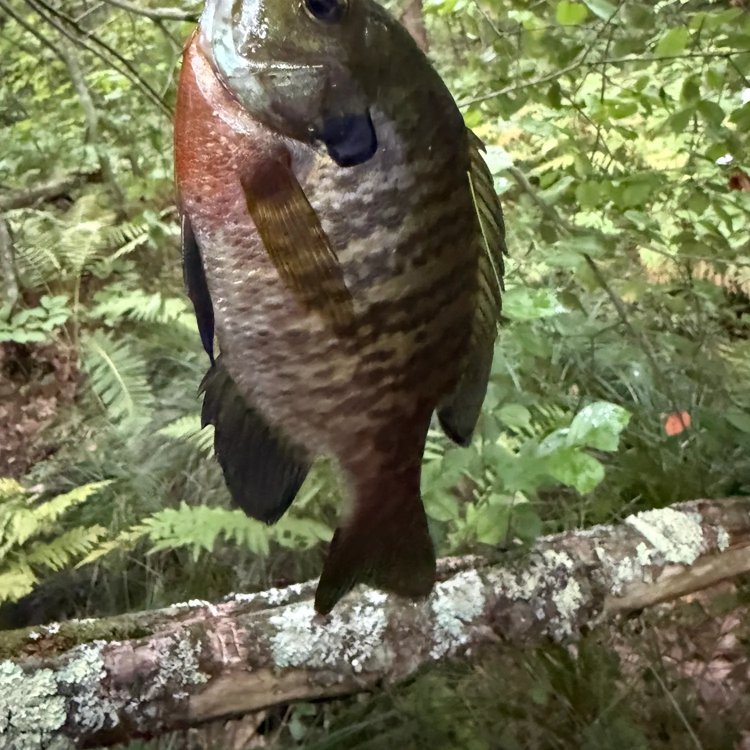 Bluegill caught on Fishbrain