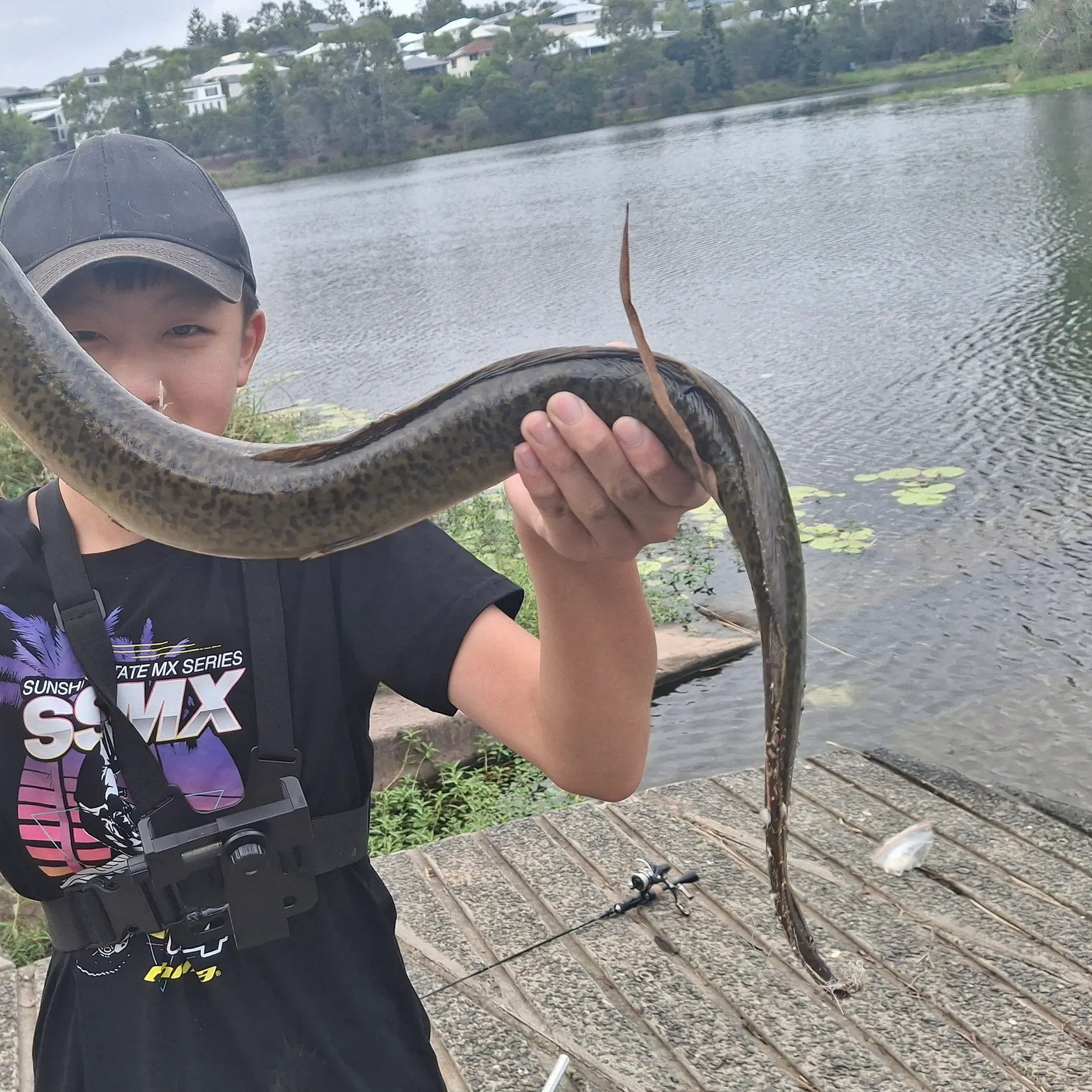 The most recent Giant mottled eel catches on Fishbrain