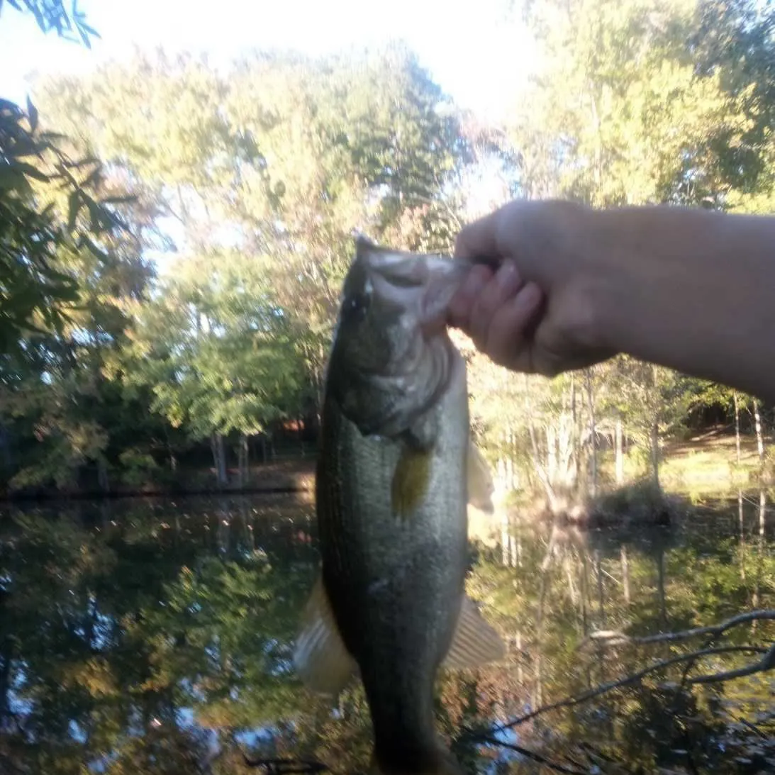 Largemouth bass caught on Fishbrain