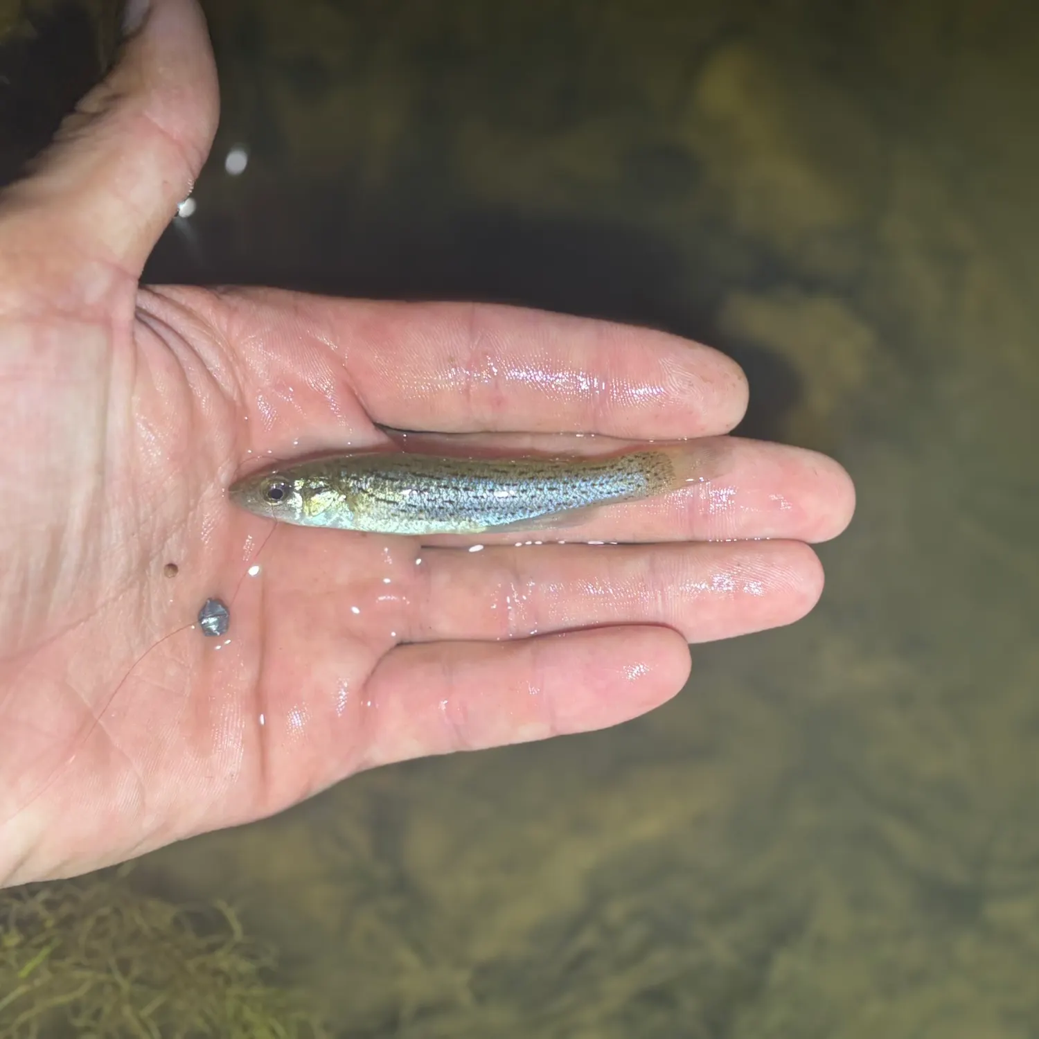 The most recent Stippled studfish catches on Fishbrain