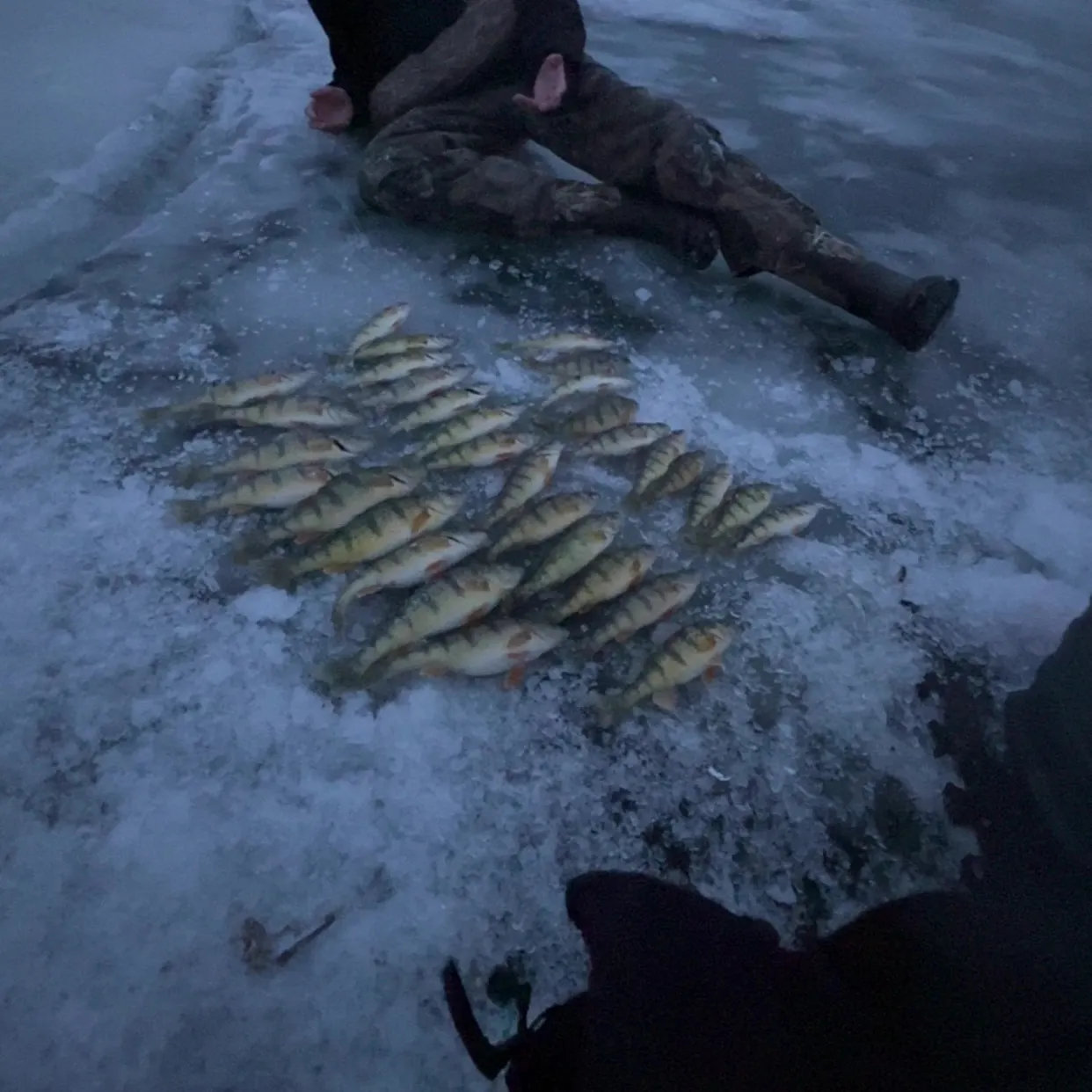 The most recent Atlantic herring catches on Fishbrain