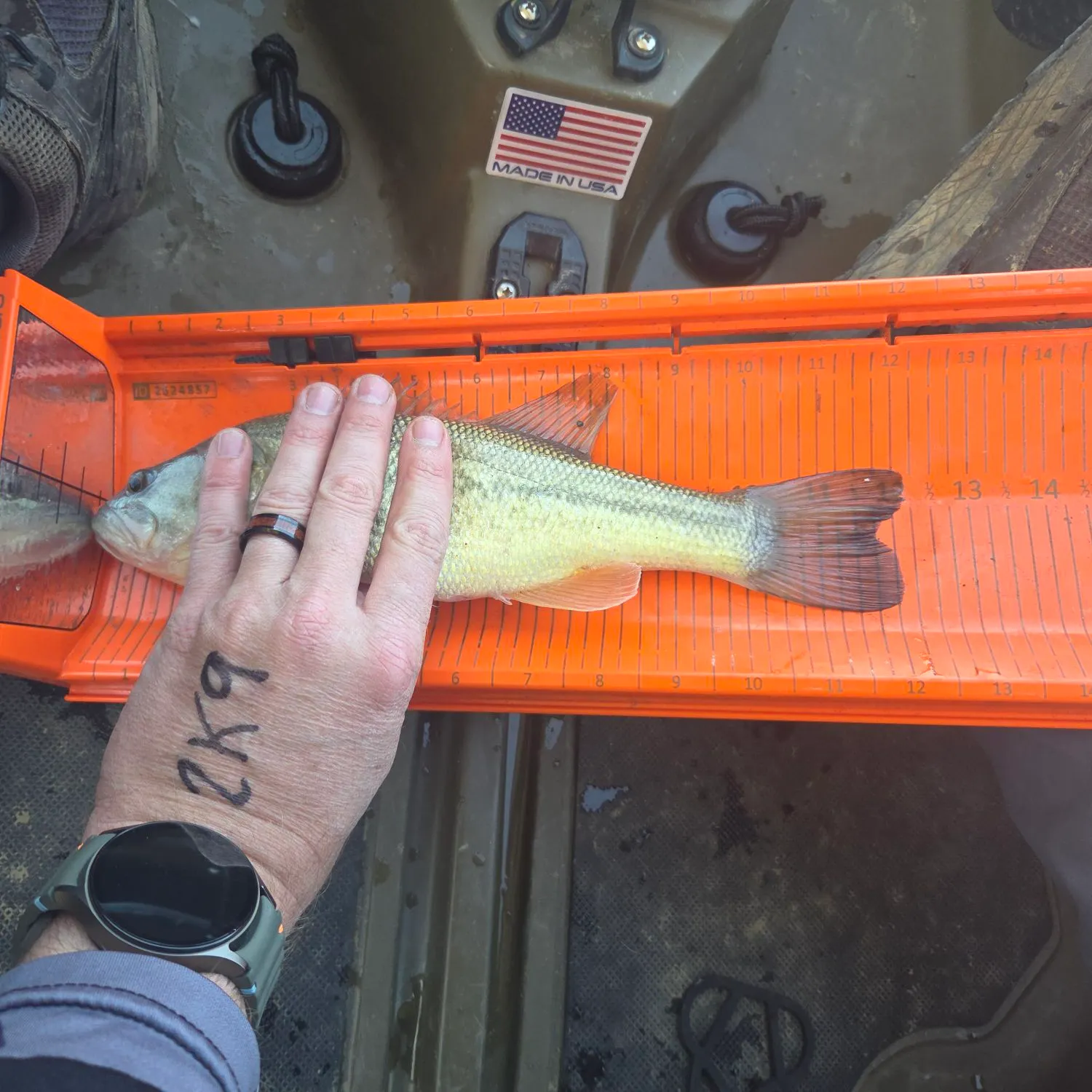 recently logged catches