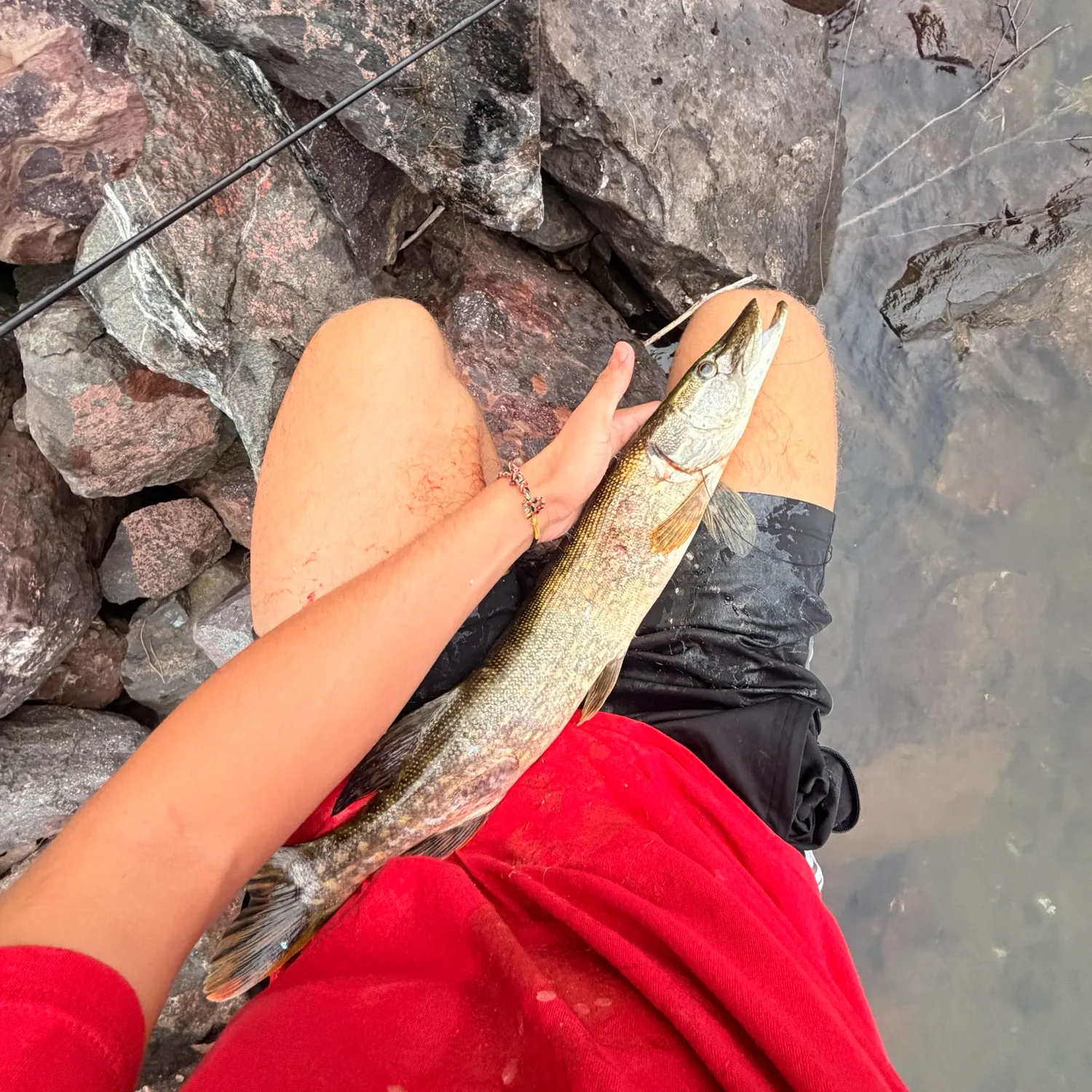 Northern pike caught on Fishbrain