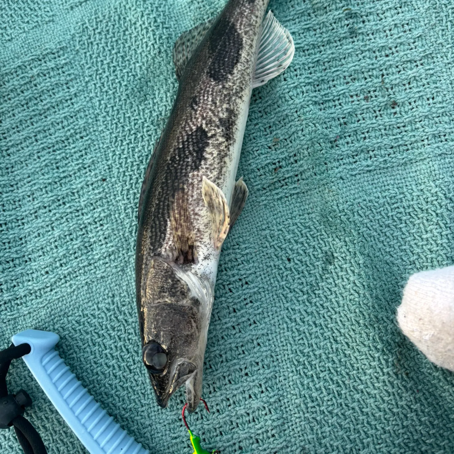 Sauger caught on Fishbrain
