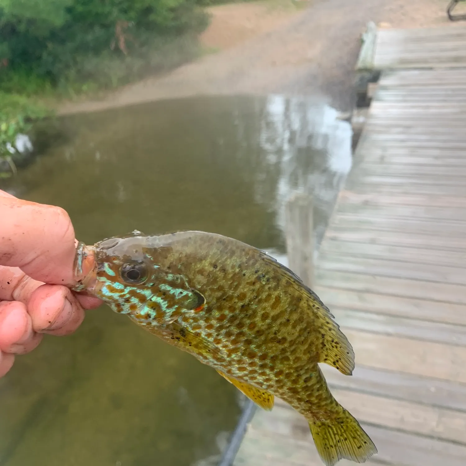 Pumpkinseed caught on Fishbrain