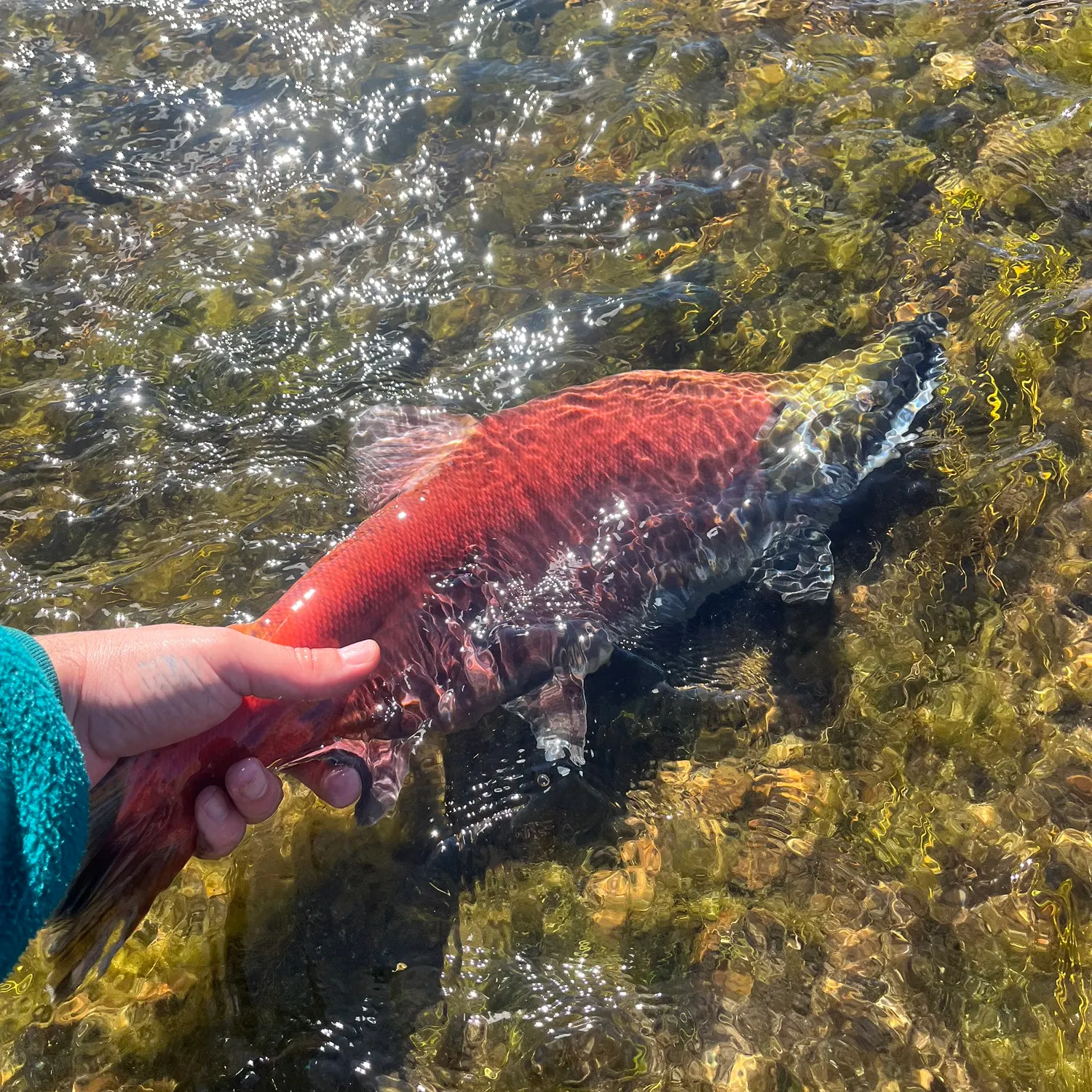 The most recent Kokanee salmon catches on Fishbrain