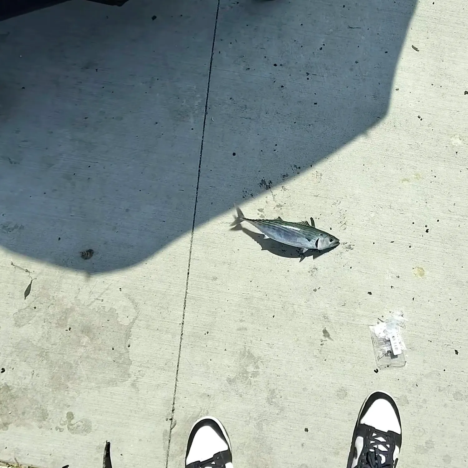 Striped bonito caught on Fishbrain
