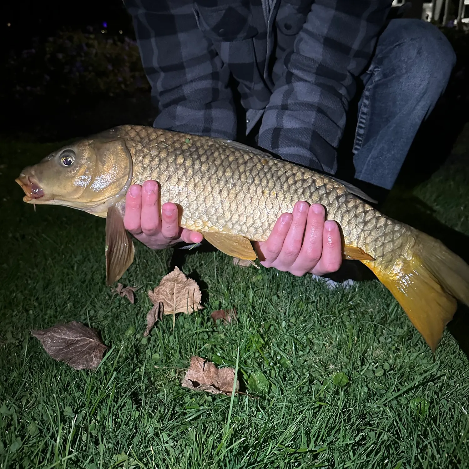Common carp caught on Fishbrain