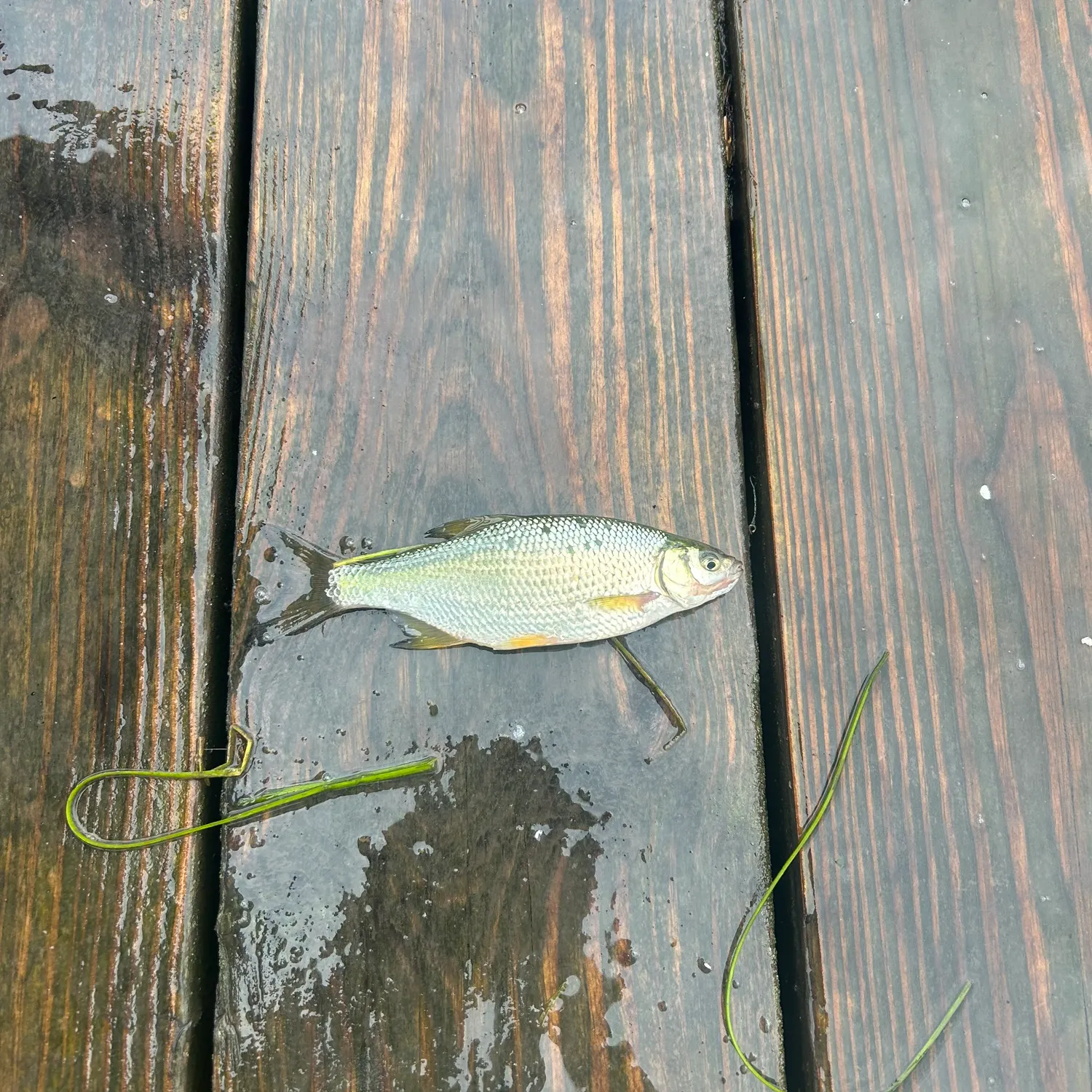 The most recent Red shiner catches on Fishbrain
