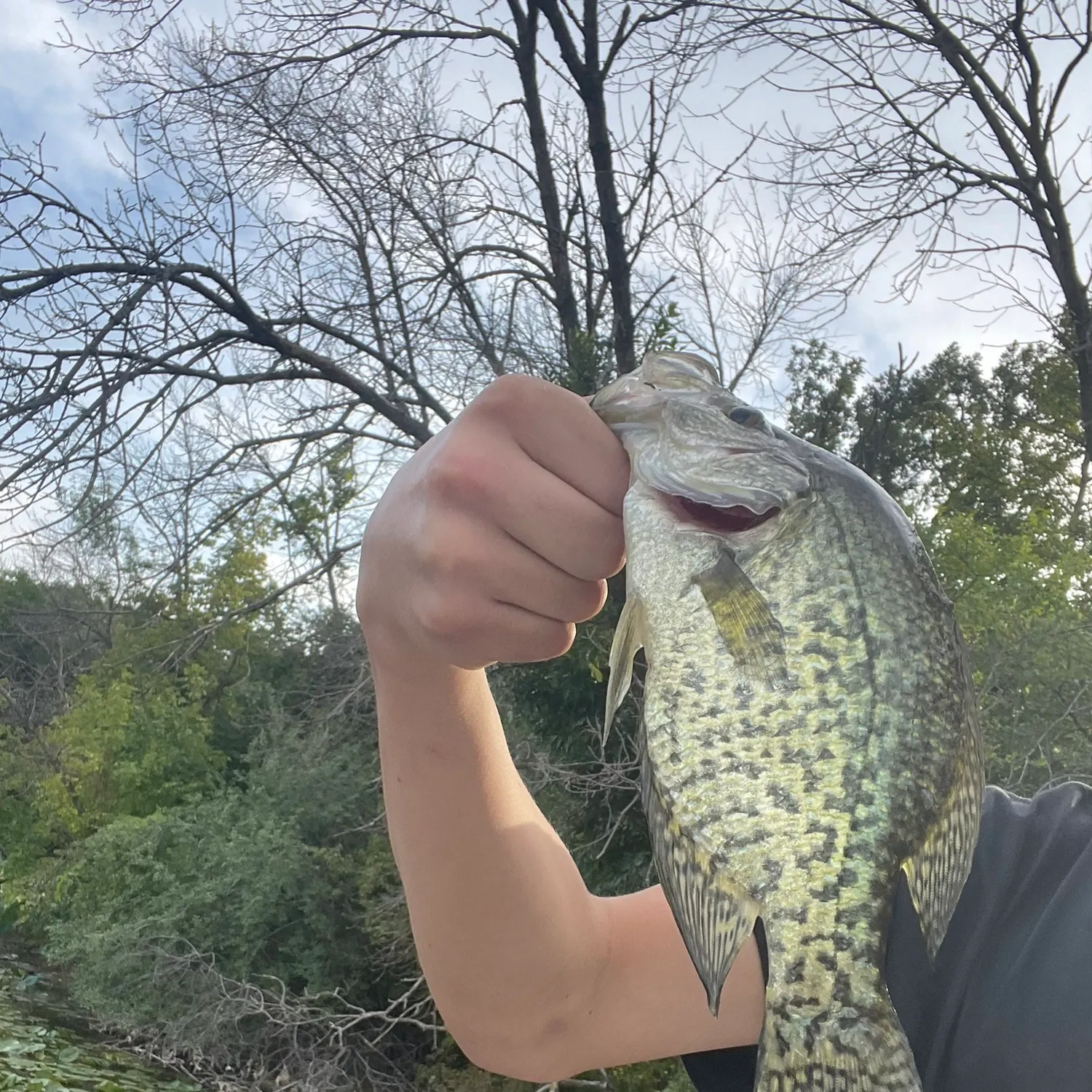 Black crappie caught on Fishbrain
