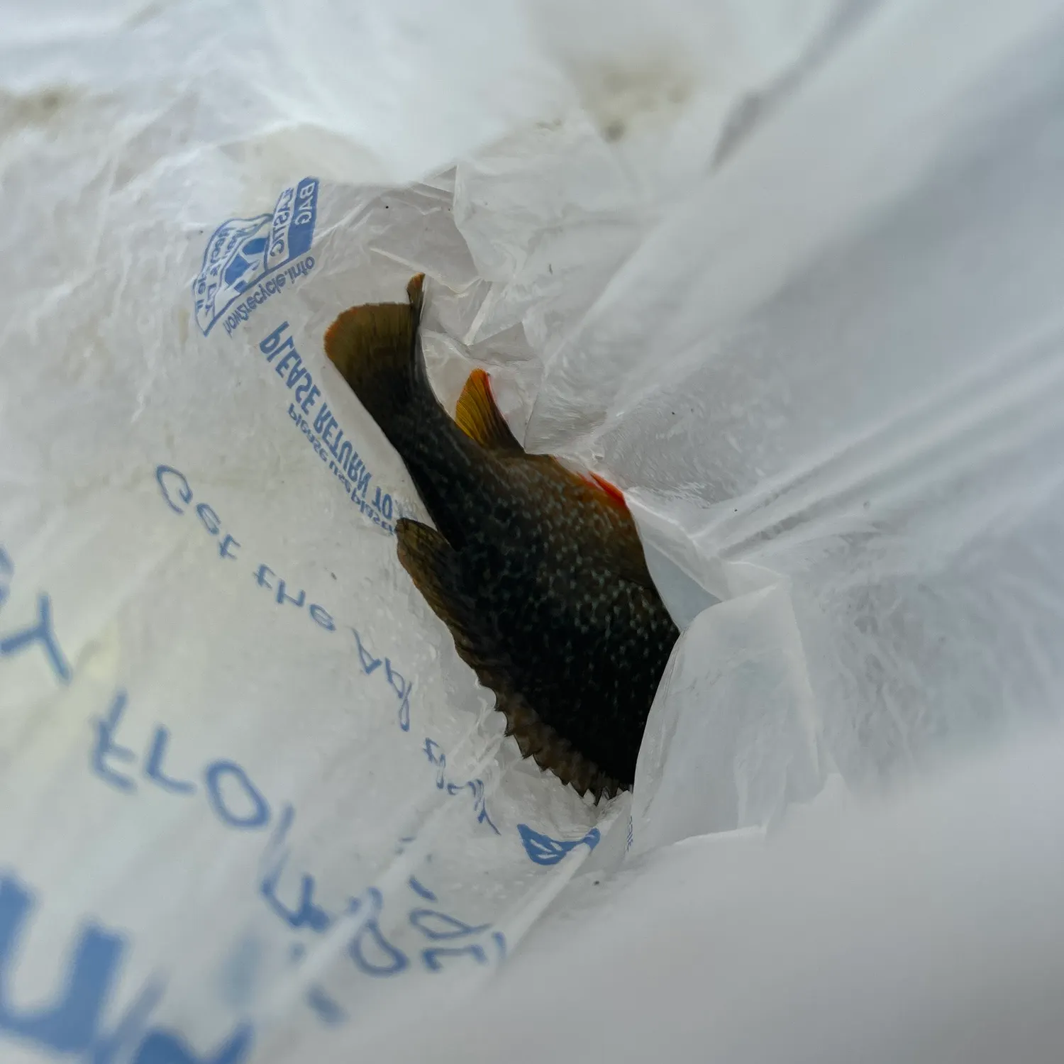 Green sunfish caught on Fishbrain