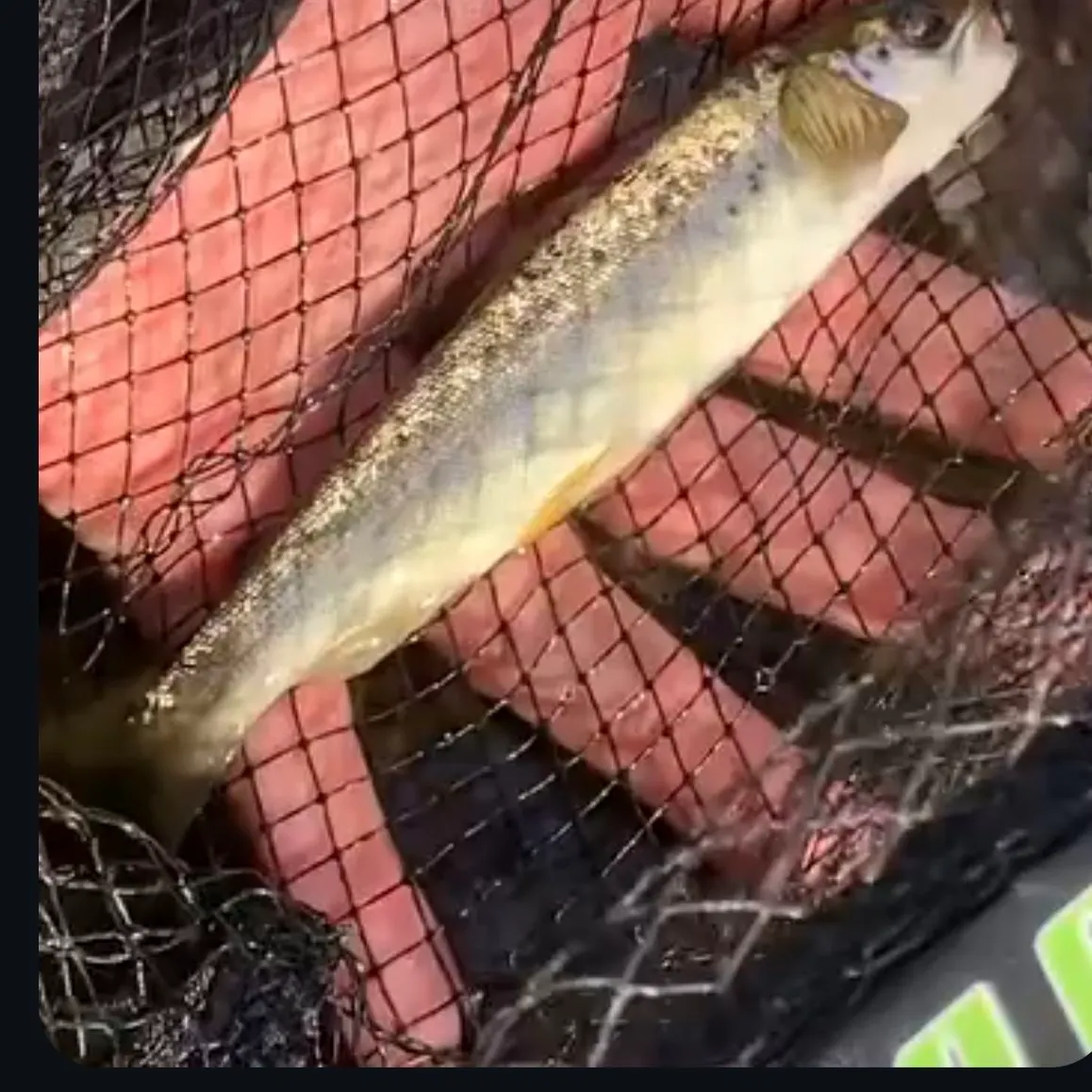 The most recent Landlocked atlantic salmon catches on Fishbrain