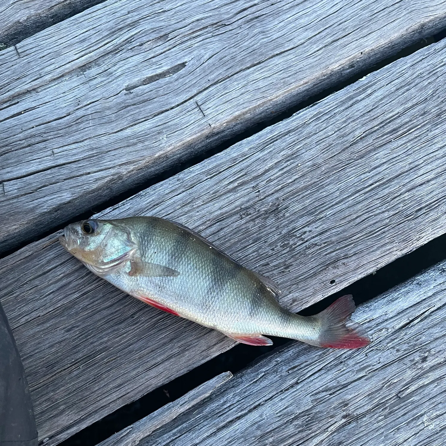 Surf bream caught on Fishbrain