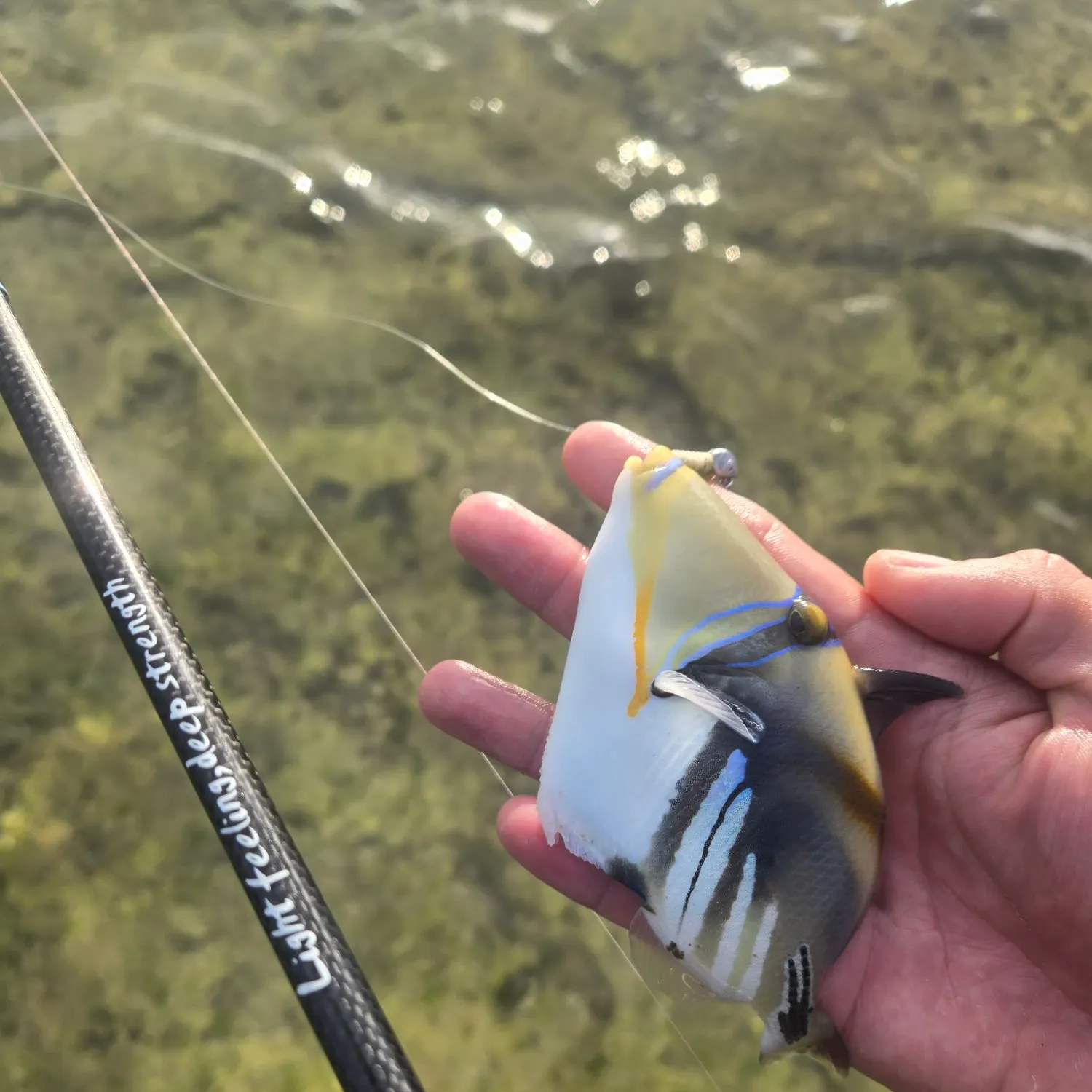 The most recent Lagoon triggerfish catches on Fishbrain