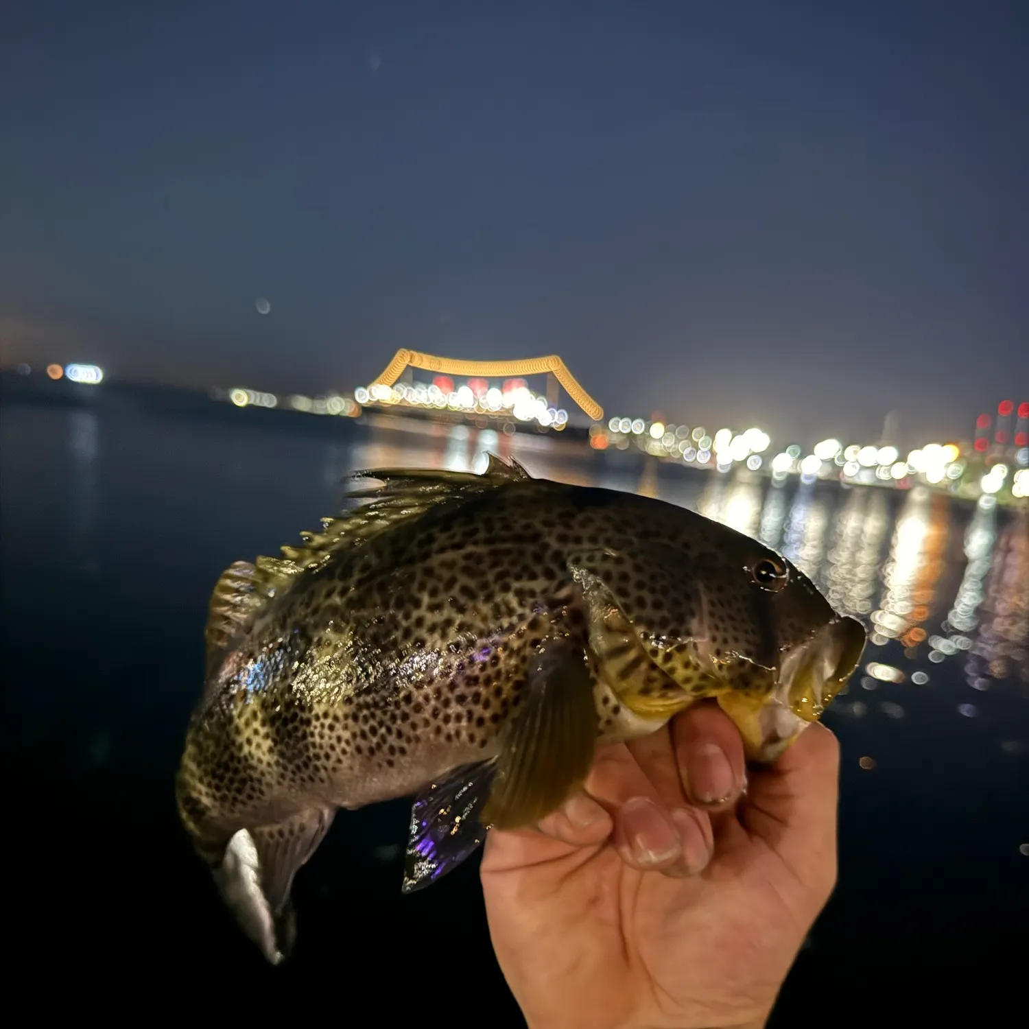 Spotted sand bass caught on Fishbrain