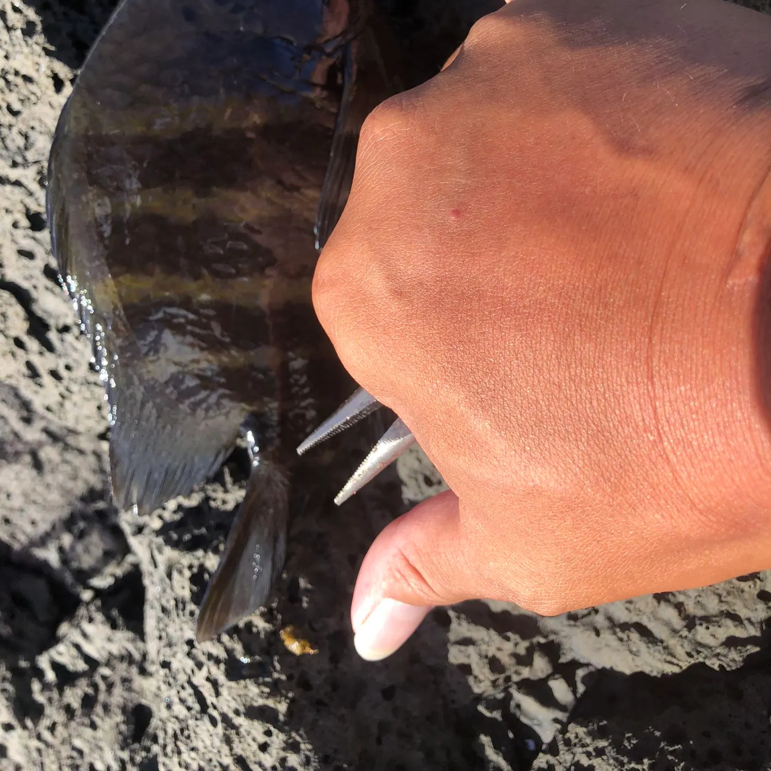 The most recent Blackspot damsel catches on Fishbrain