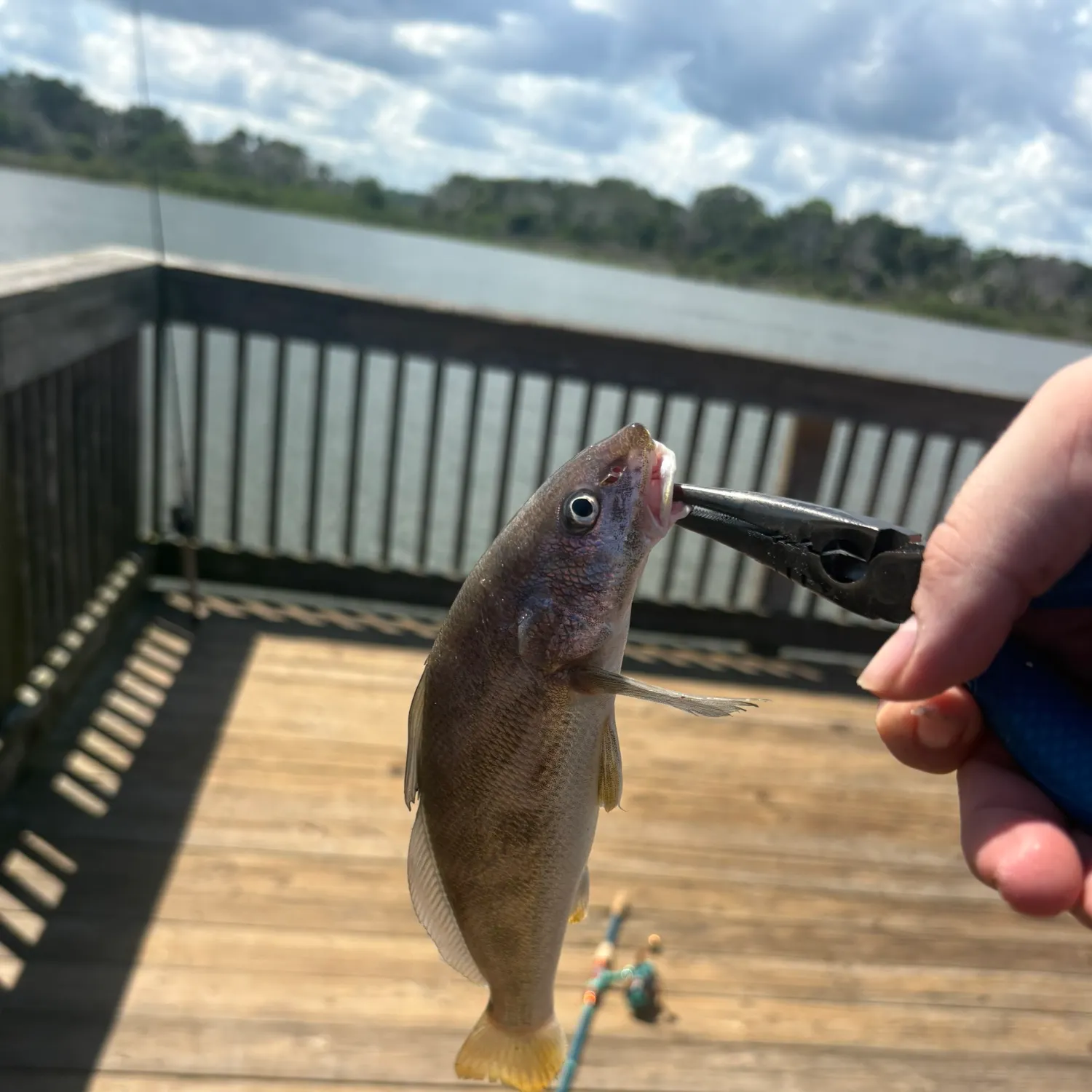 King George whiting caught on Fishbrain