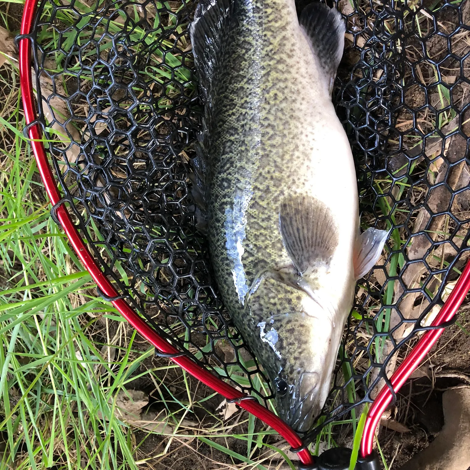 most liked catch image