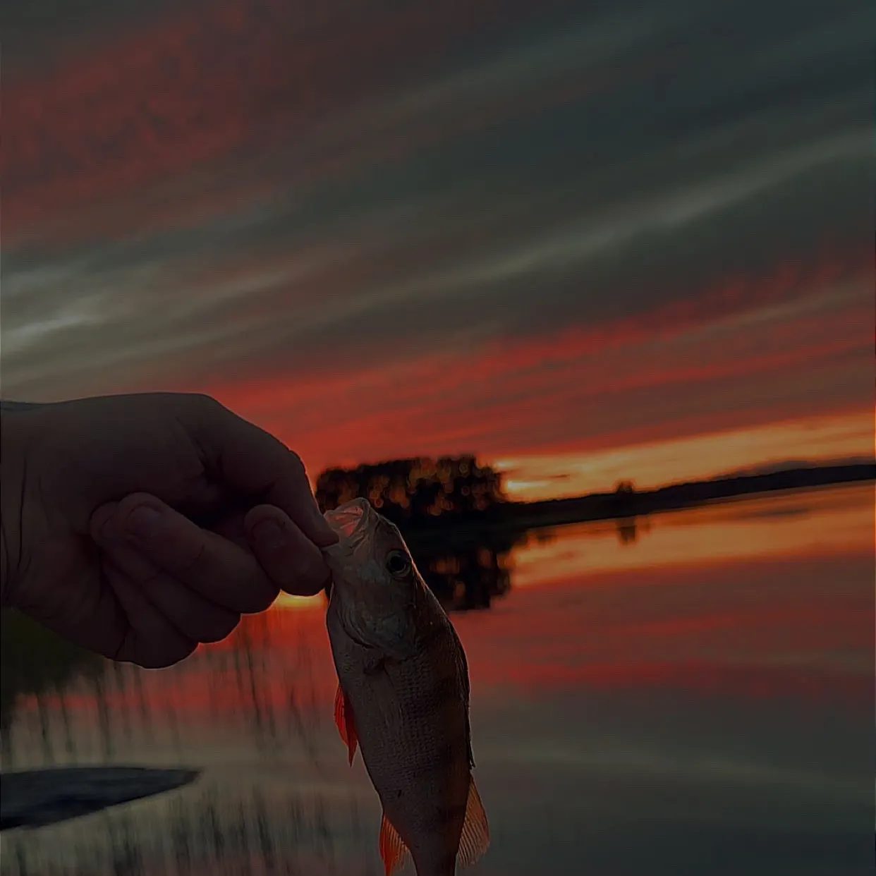 European perch caught on Fishbrain