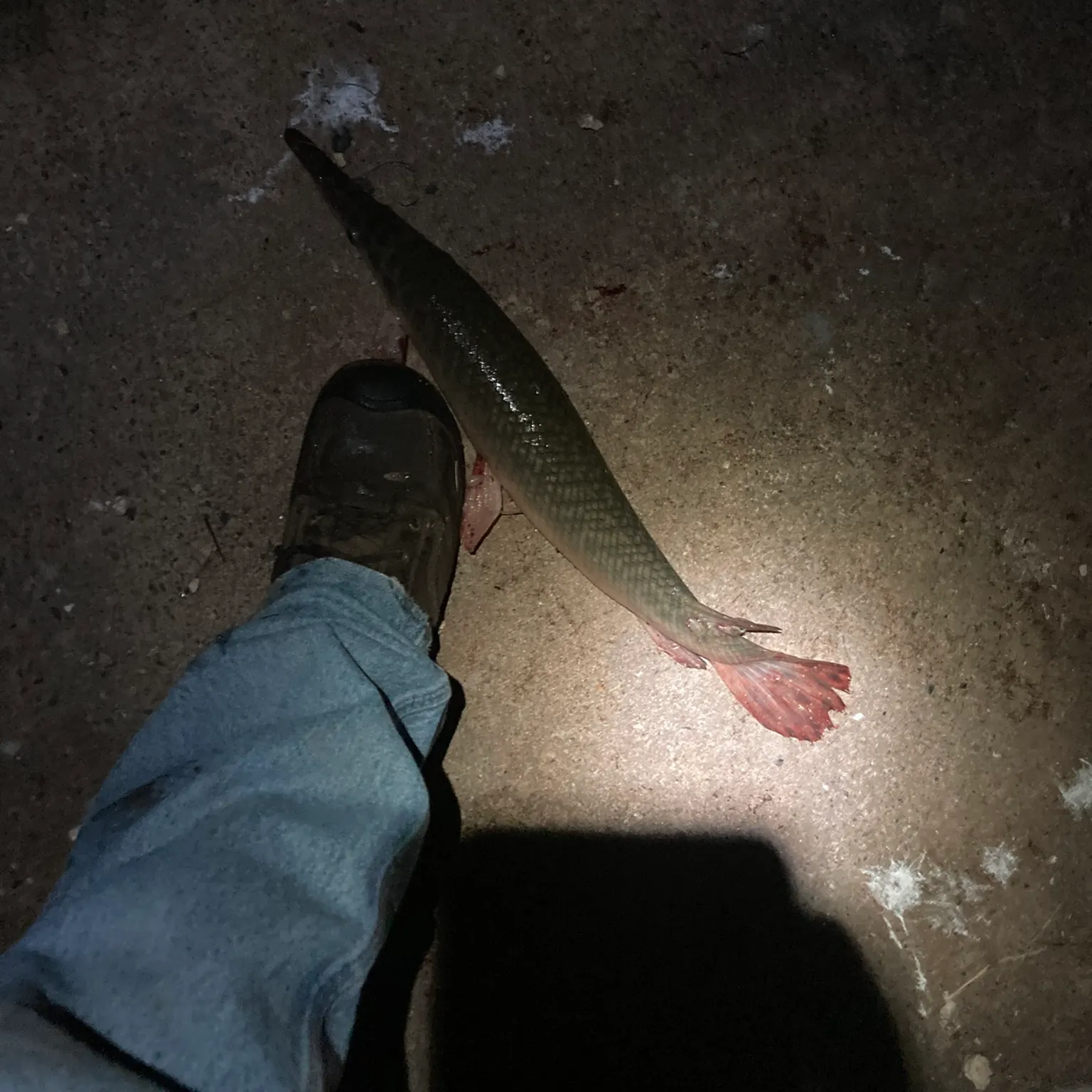The most recent Shortnose gar catches on Fishbrain