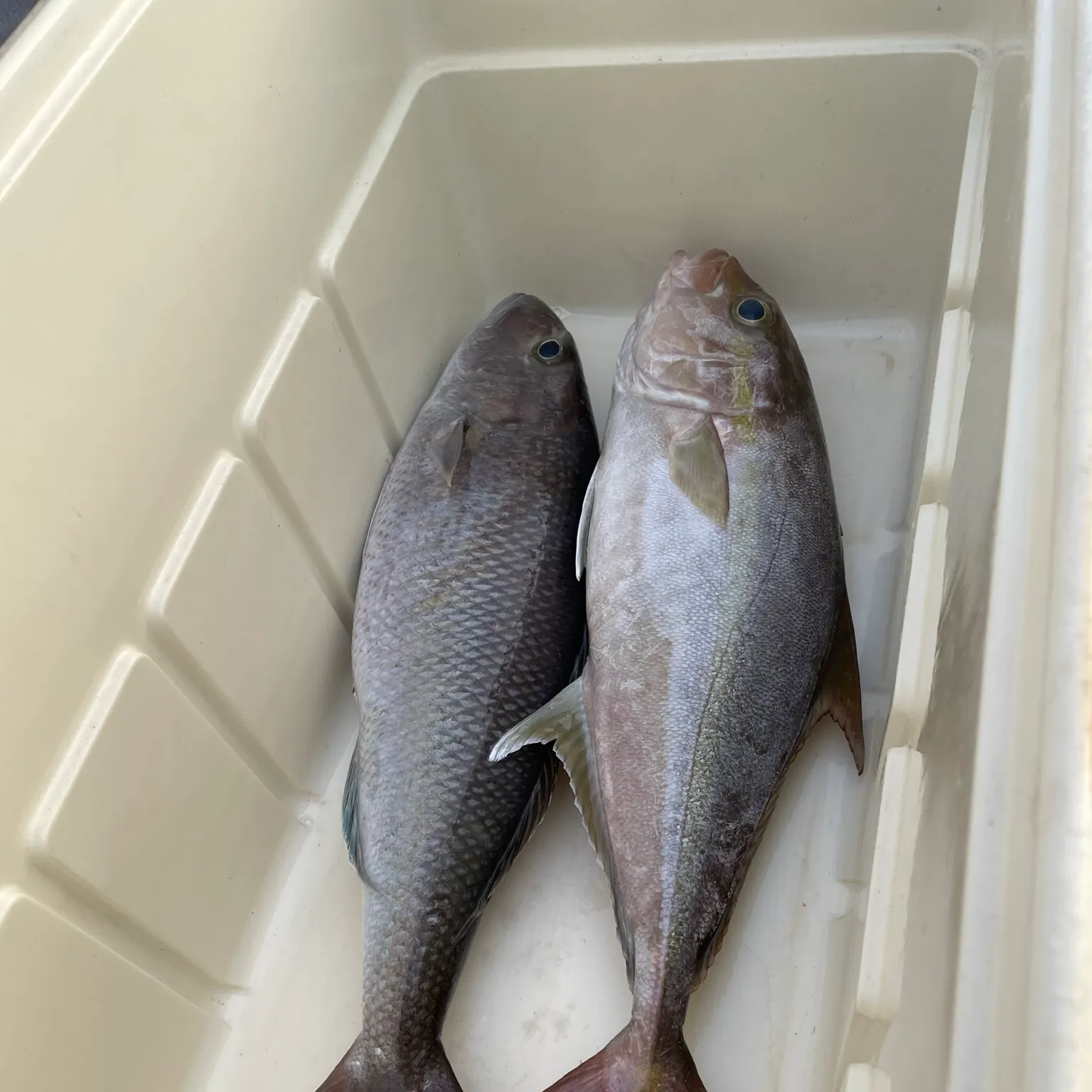 The most recent Green jobfish catches on Fishbrain