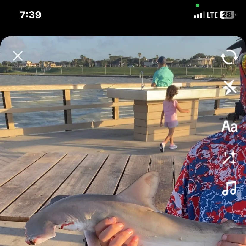 The most recent Smooth hammerhead shark catches on Fishbrain