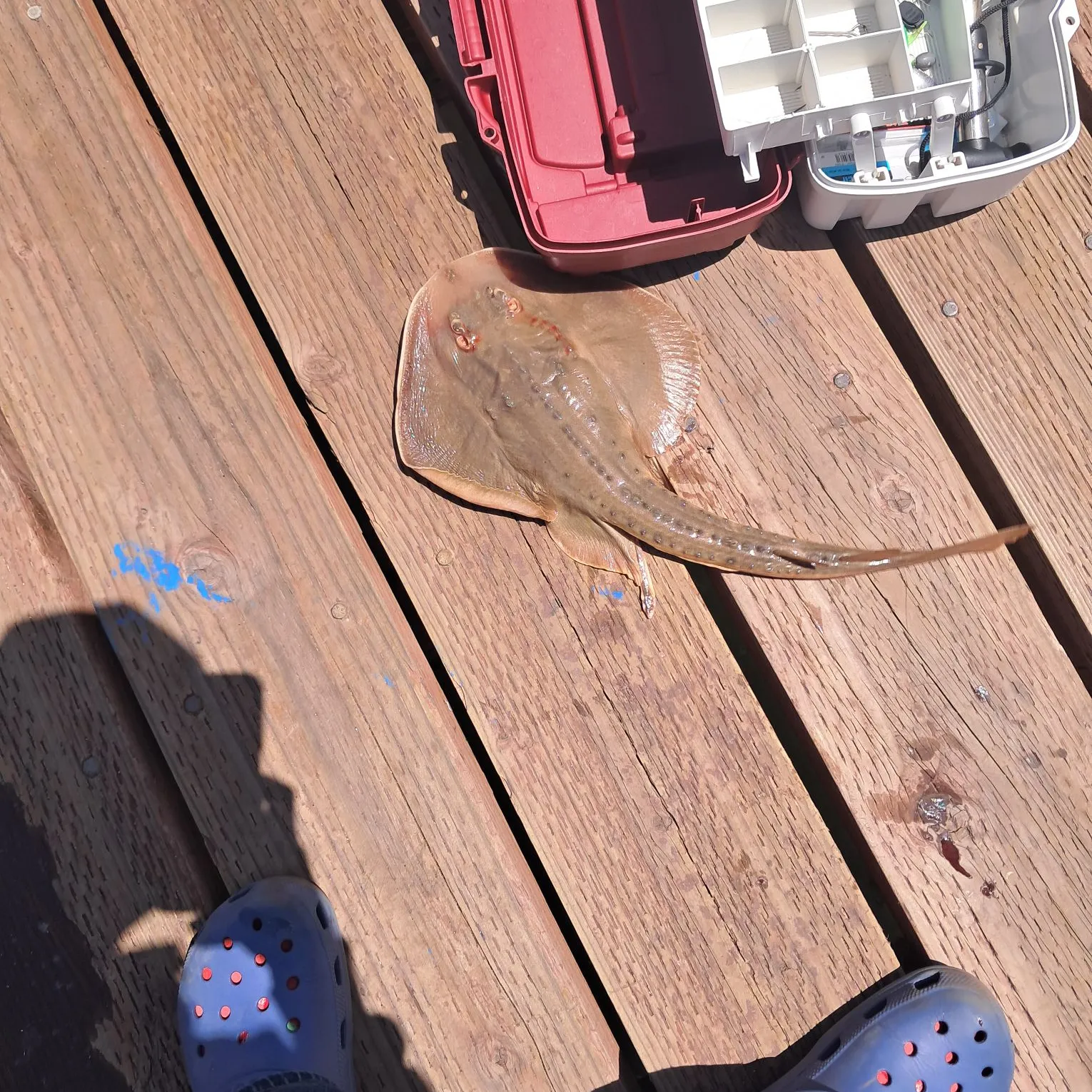 The most recent Starry ray catches on Fishbrain