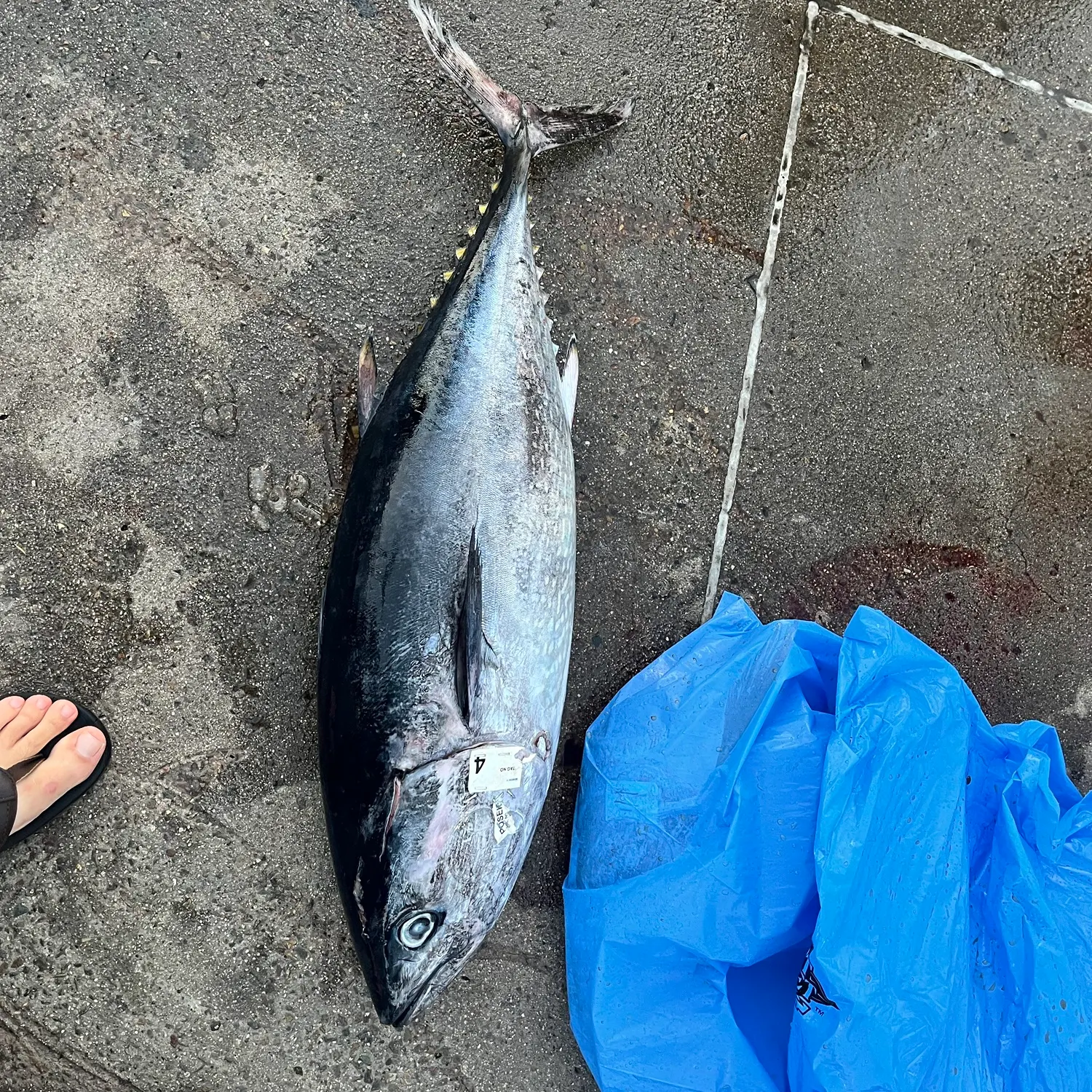 The most recent Yellowfin tuna catches on Fishbrain